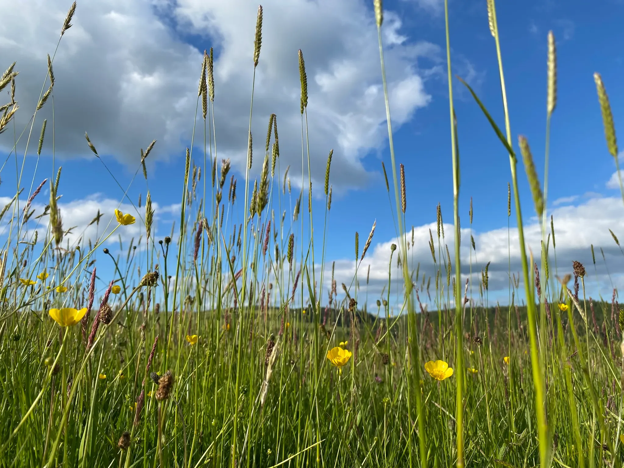 Closeup of a wild flower meadow uunder a blue sky with puffy white clouds