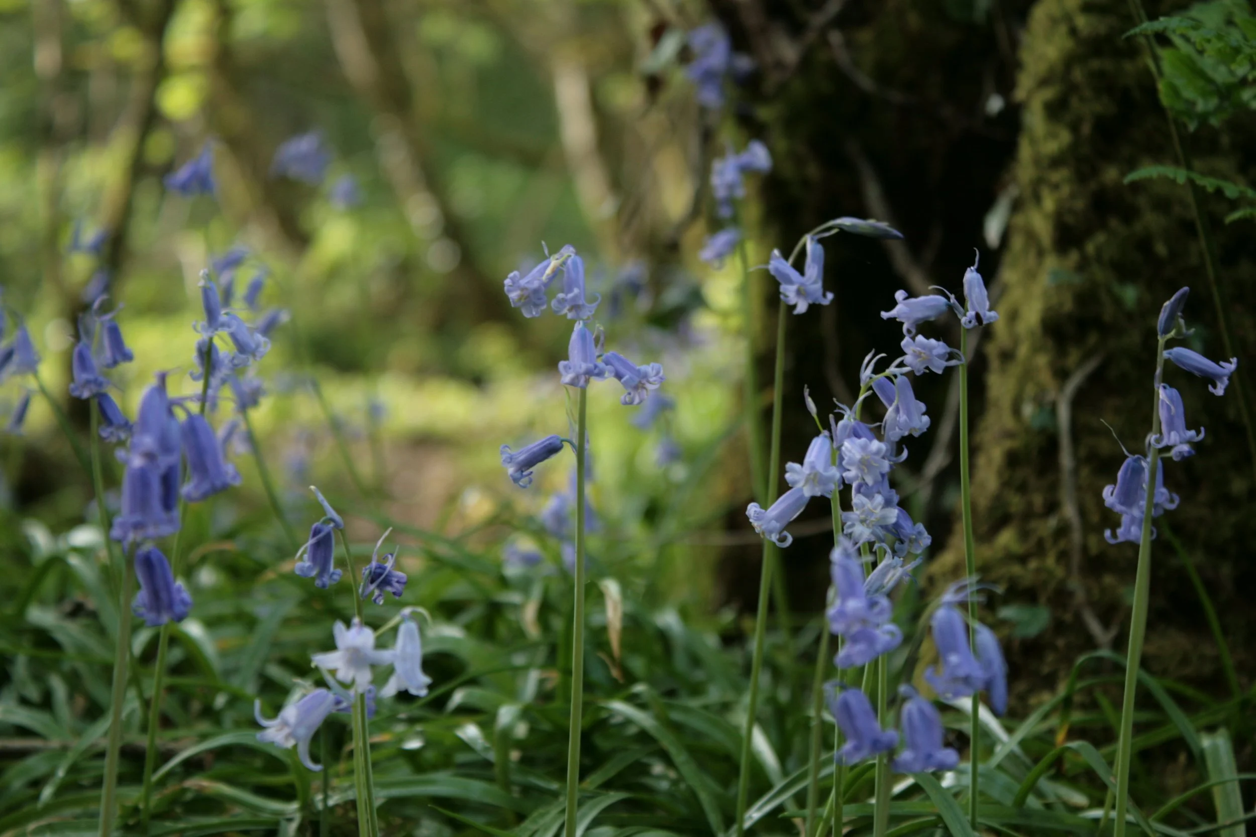 Bluebells in the woods at Under Starry Skies. Showing the woodland glade floor dappled sunlight turning the greens vivid and the blues popping out.