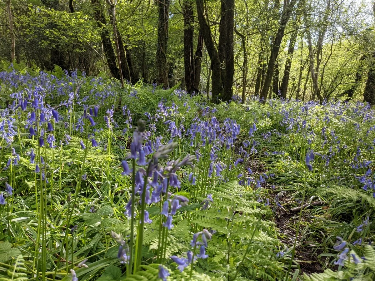 Bluebells in the woods at Under Starry Skies. Showing the woodland glade floor with a path through the bluebells in flower, dark trunks of trees in the back of the shot; dappled sunlight turning the greens vivid and the blues popping out.
