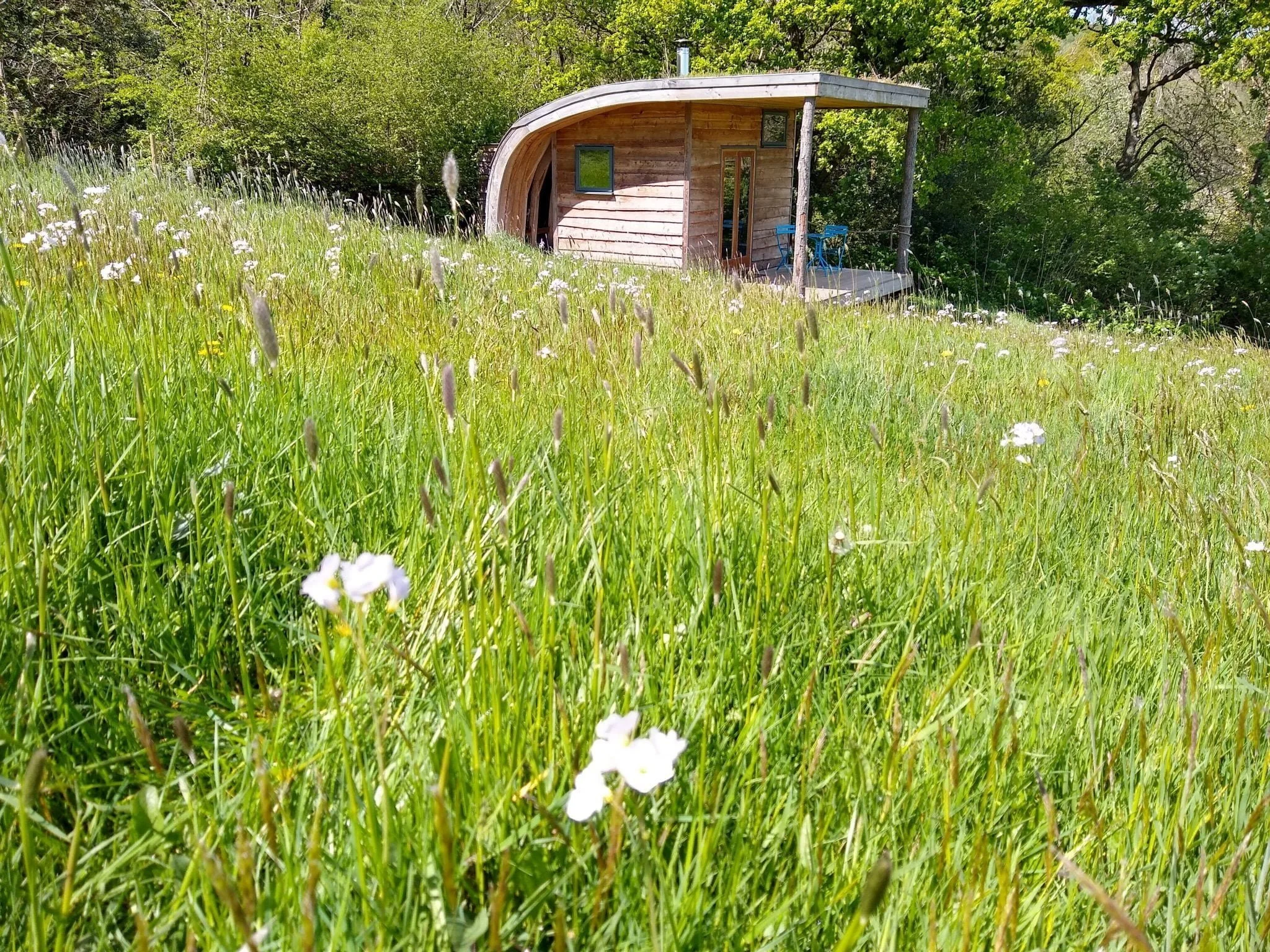 The rich green meadow at Derwen fills the picture with the cabin set in the background; white cuckoo flower or ladies smock flowering with native grasses.