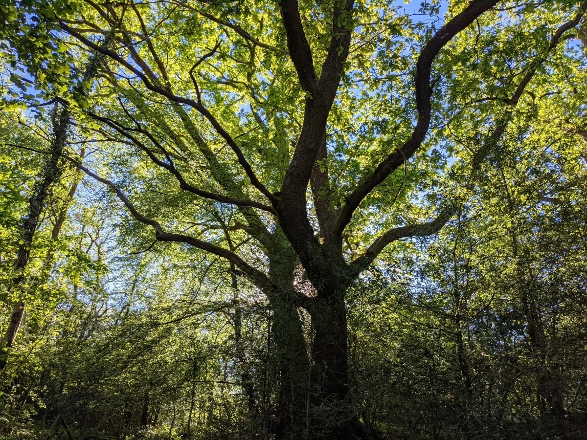 A tall tree with a thick trunk and sprawling branches in a dense forest, with sunlight filtering through the green leaves.