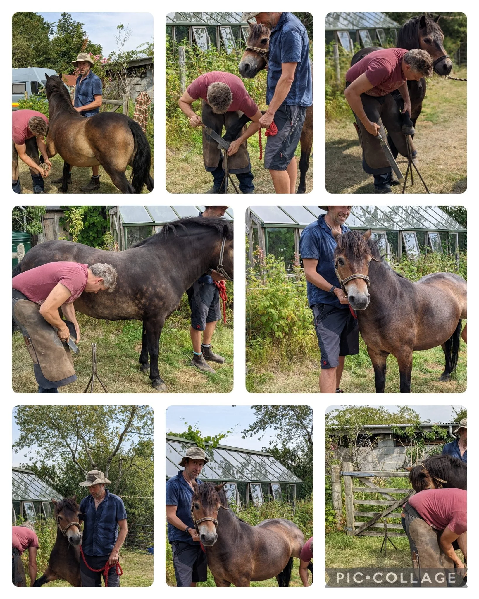 A image collage of a farrier tending to the hooves of 3 Exmoor ponies