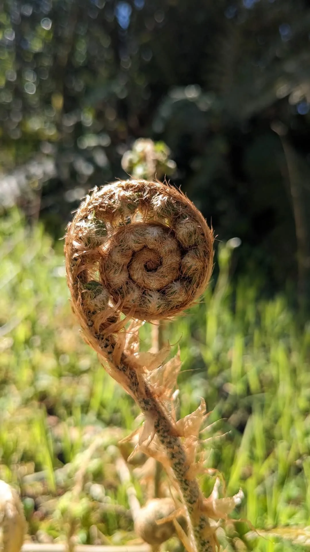 Close up of a fern unfurling. Brown stem with green new leaves just visible inside, Fibonacci pattern.