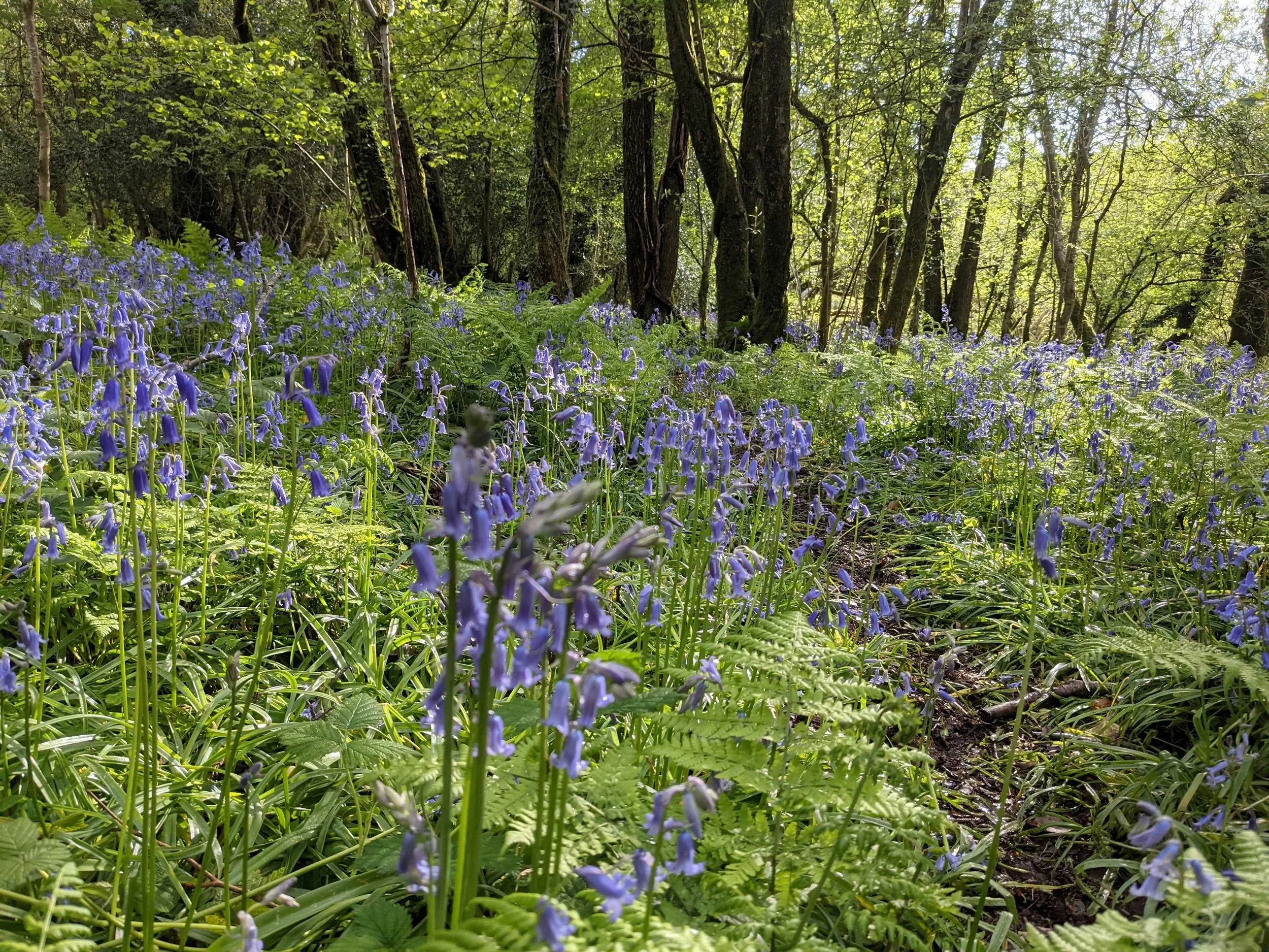 Bluebells in the woods at Under Starry Skies. Showing the woodland glade floor with a path through the bluebells in flower, dark trunks of trees in the back of the shot; dappled sunlight turning the greens vivid and the blues popping out.