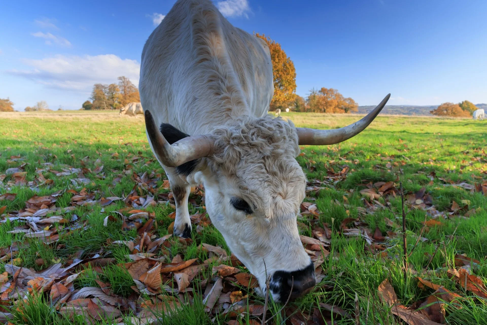 A white Highland cow grazing on green grass in a field with fallen autumn leaves, with other cows in the background, under a partly cloudy blue sky.