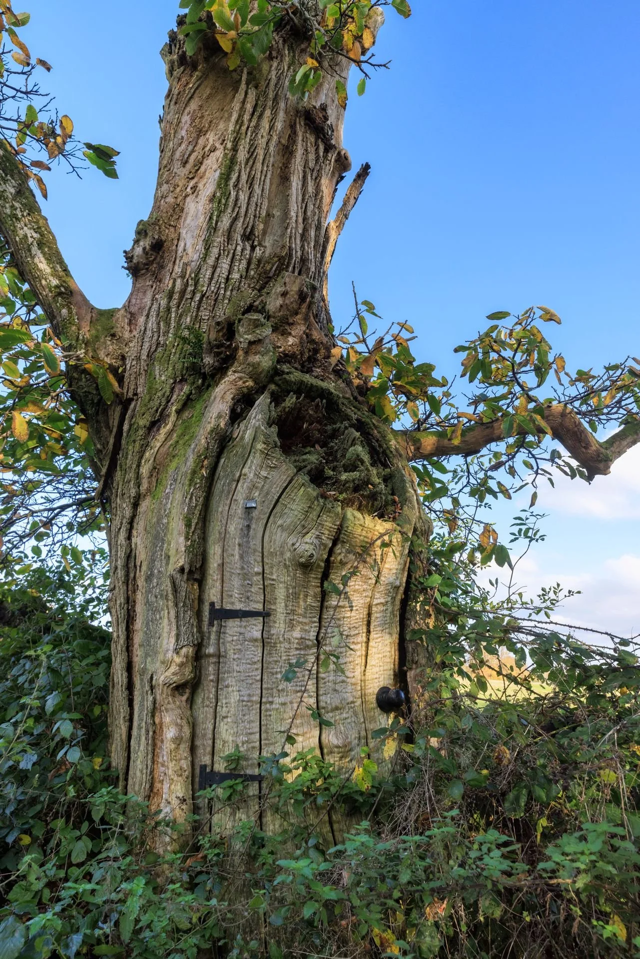 A standing, old, gnarled tree trunk with a large door incised in its trunk, black hinges and a door knob.  A fairy house! At Dinefwr Park in LLandeilo.