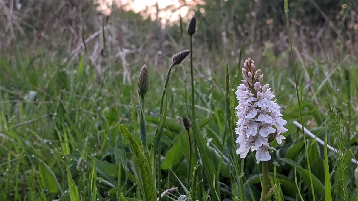 A white wildflower blooming among green grass and other plants in a natural setting.