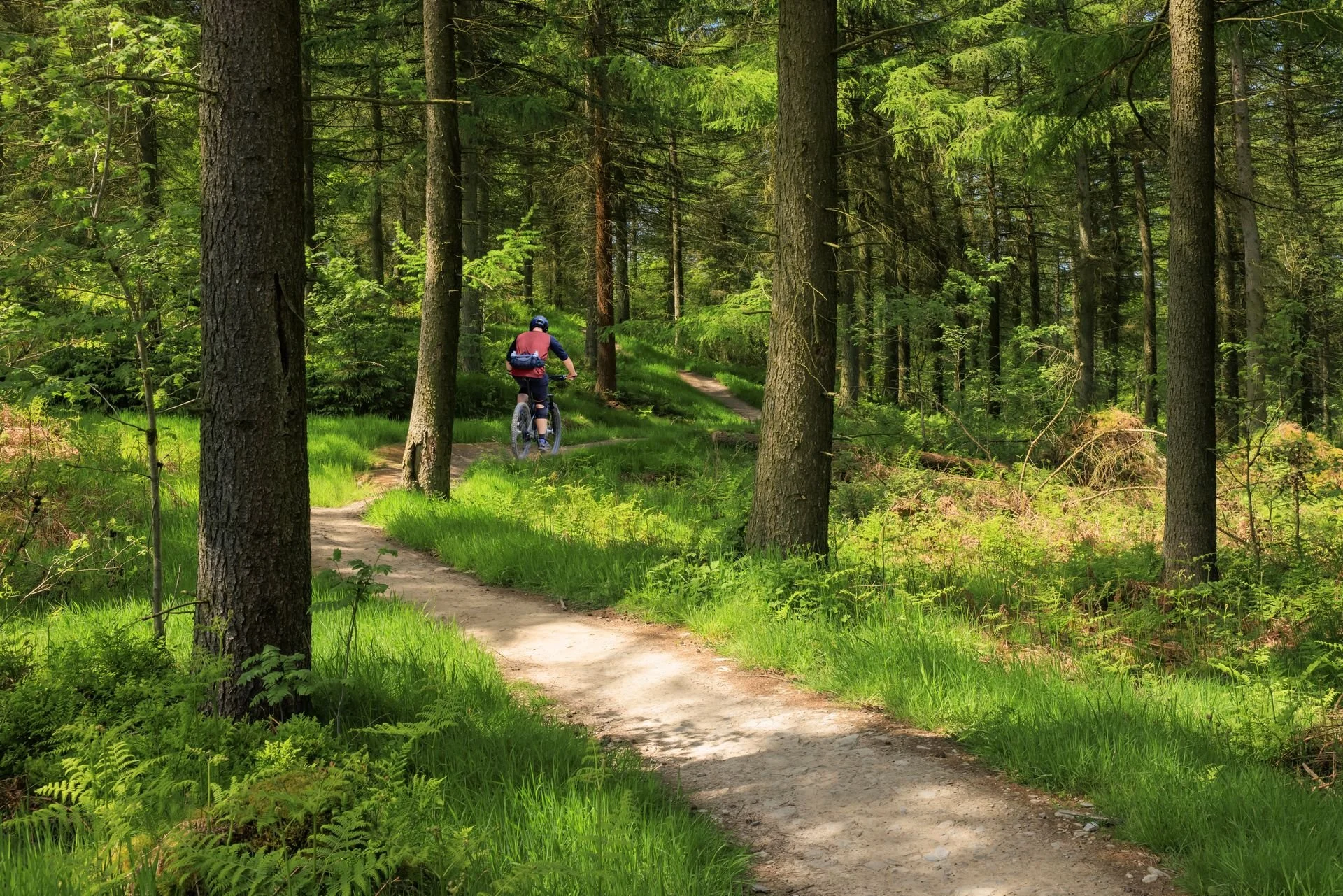 Mountain biker with his back to the camera in a grassy green pine forest on a dirt track.
