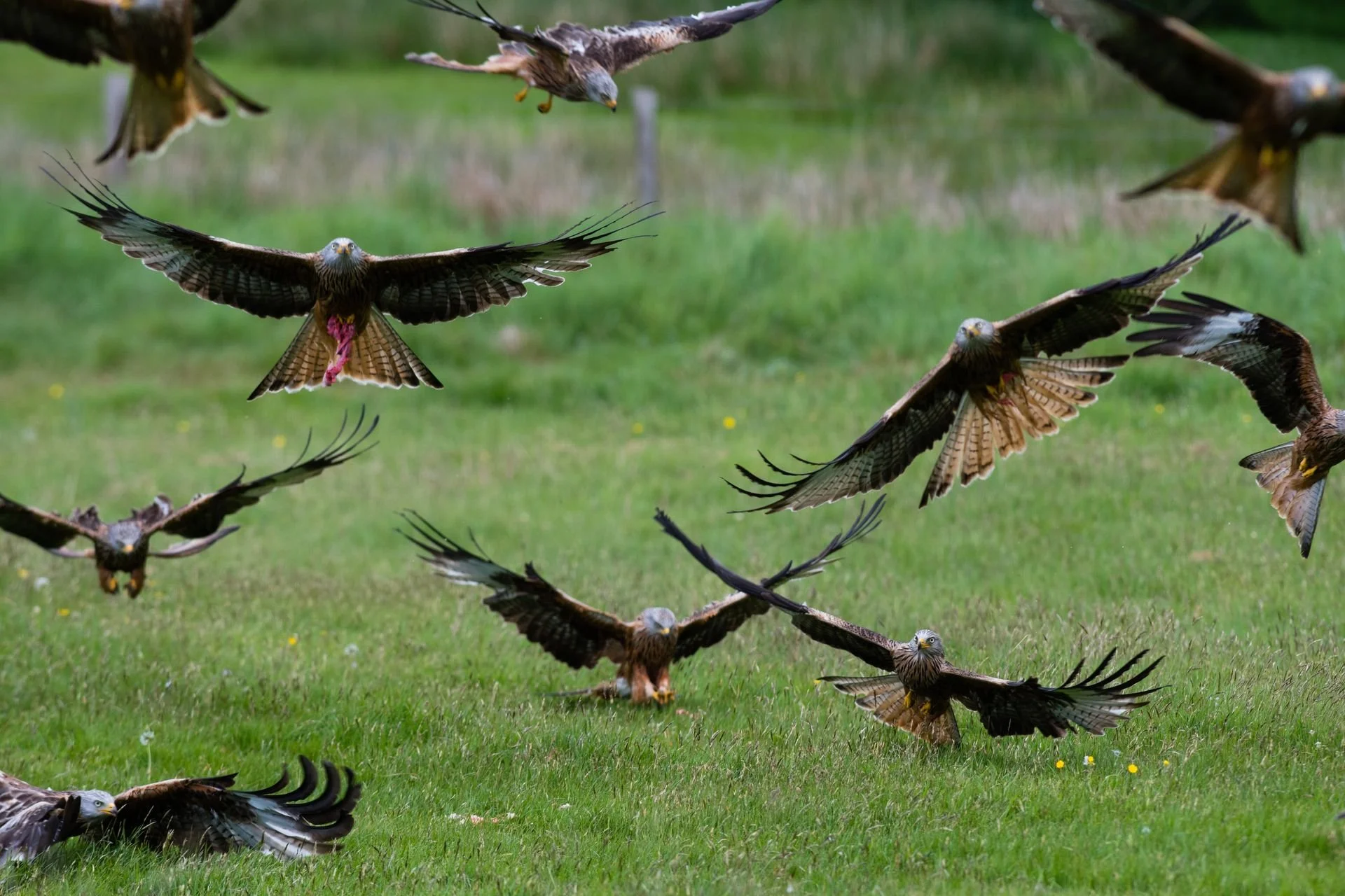 Red Kites, birds of prey, in close up, swooping down to feed. Image shows details of curved wing feathers, black, brown, white, red legs of a bird, white face and neck and yellow beak, mid flight with wings outstretched.