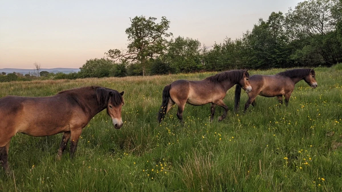 Three Exmoor ponies grazing in a grassy field with trees and hills in the background during sunset.