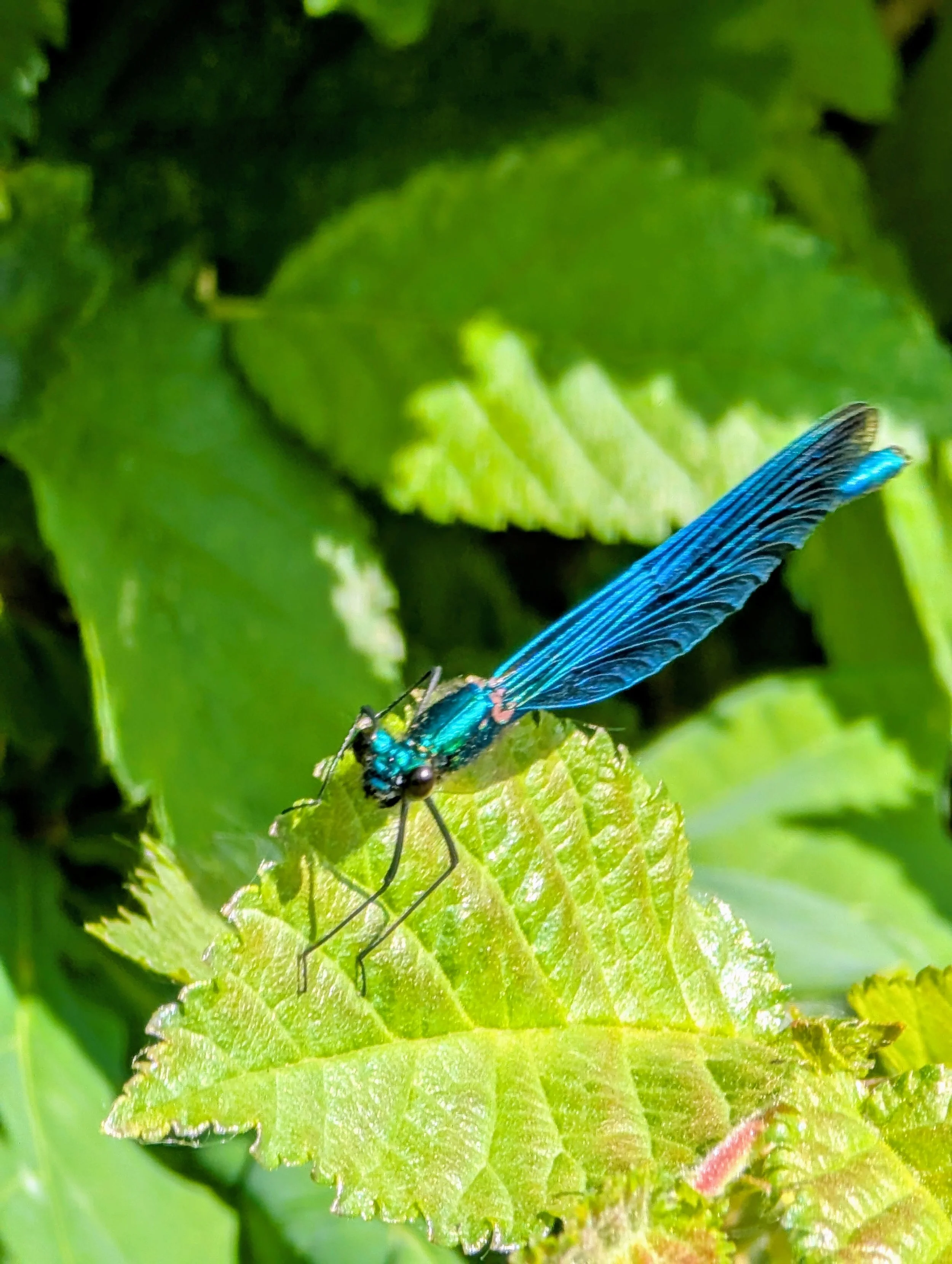 A vibrant blue damselfly perched on a green leaf amid lush greenery.