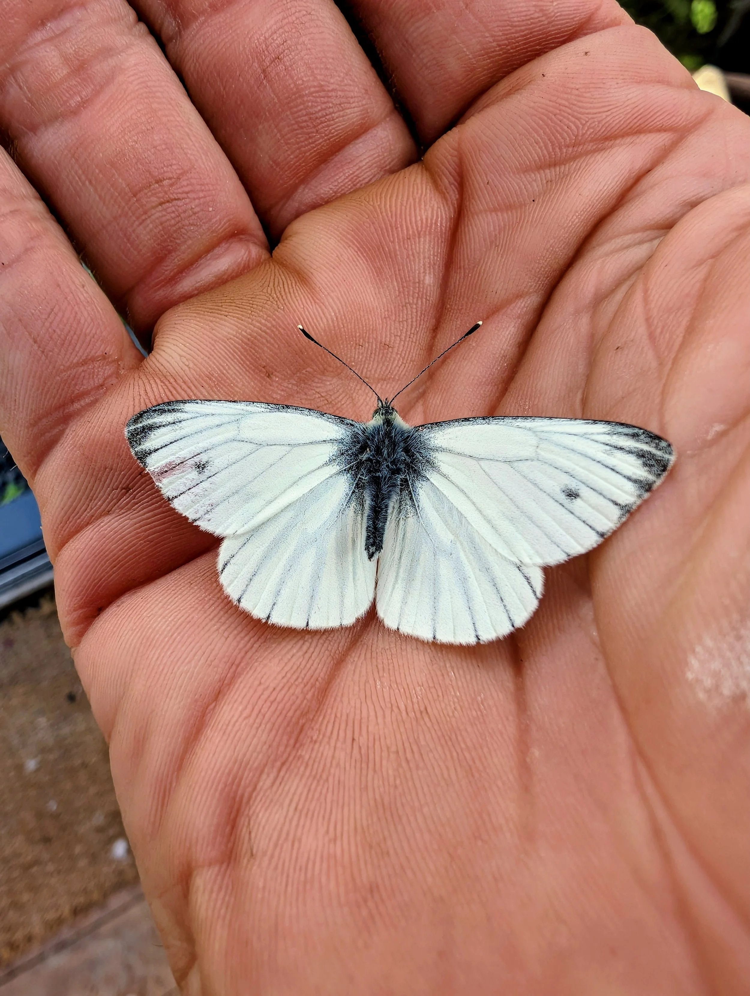 A white butterfly with black markings perched on a person's hand.