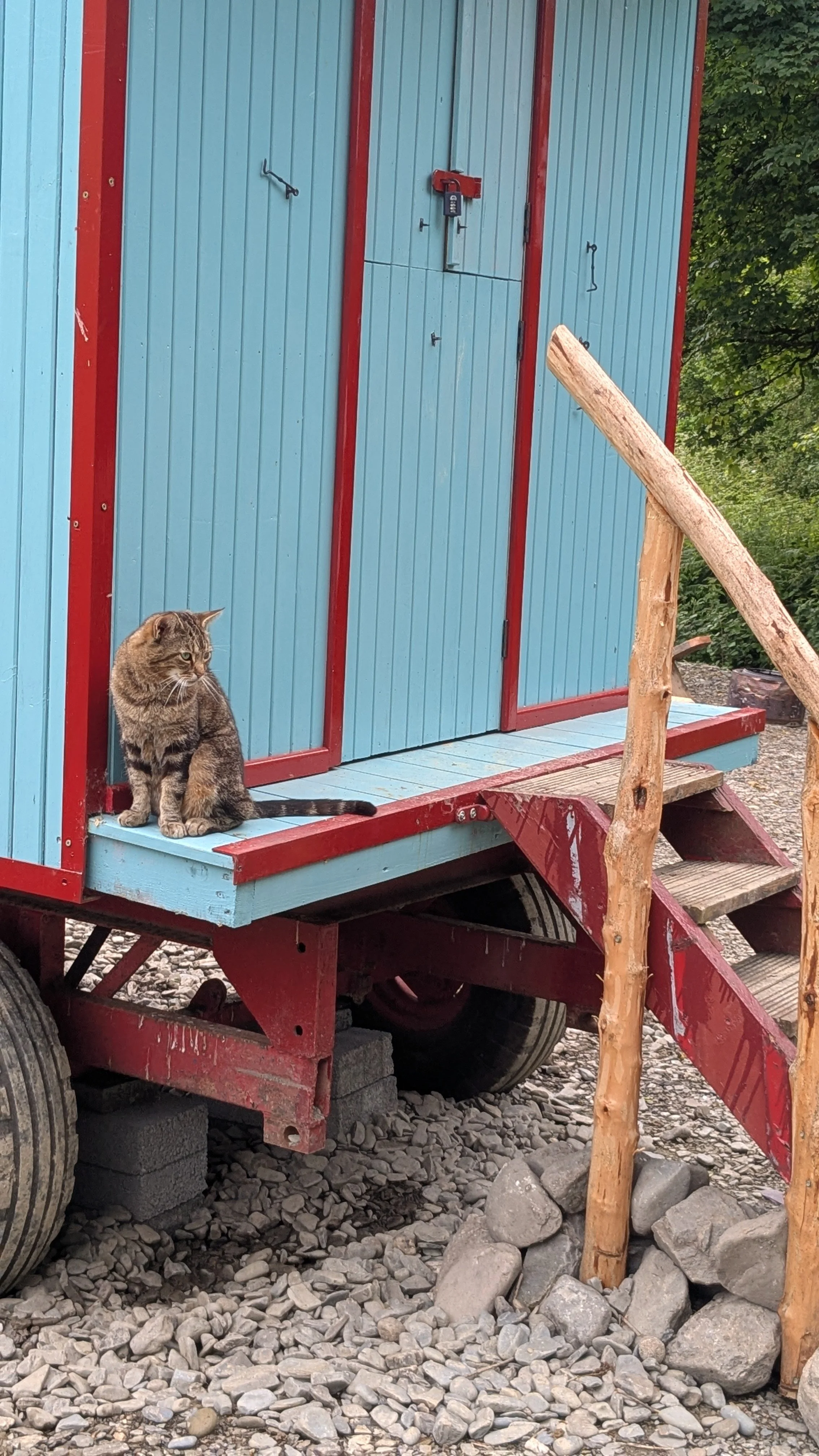 A brown tabby cat sitting on a small blue and red wooden wagon with stairs, surrounded by rocks and trees in the background.