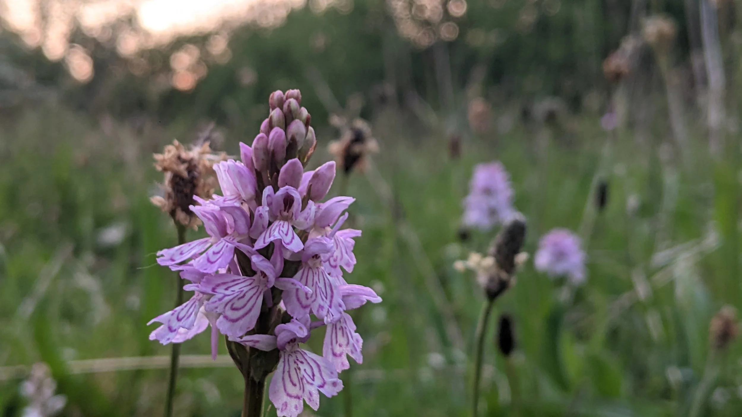 Common Spotted Orchid in the meadow at Under Starry Skies site. Orchid shown in foreground - a pink spear shaped flower with many individual light pink petal sprouting out with curved darker pink patterning visible on petals, more orchids and flowe