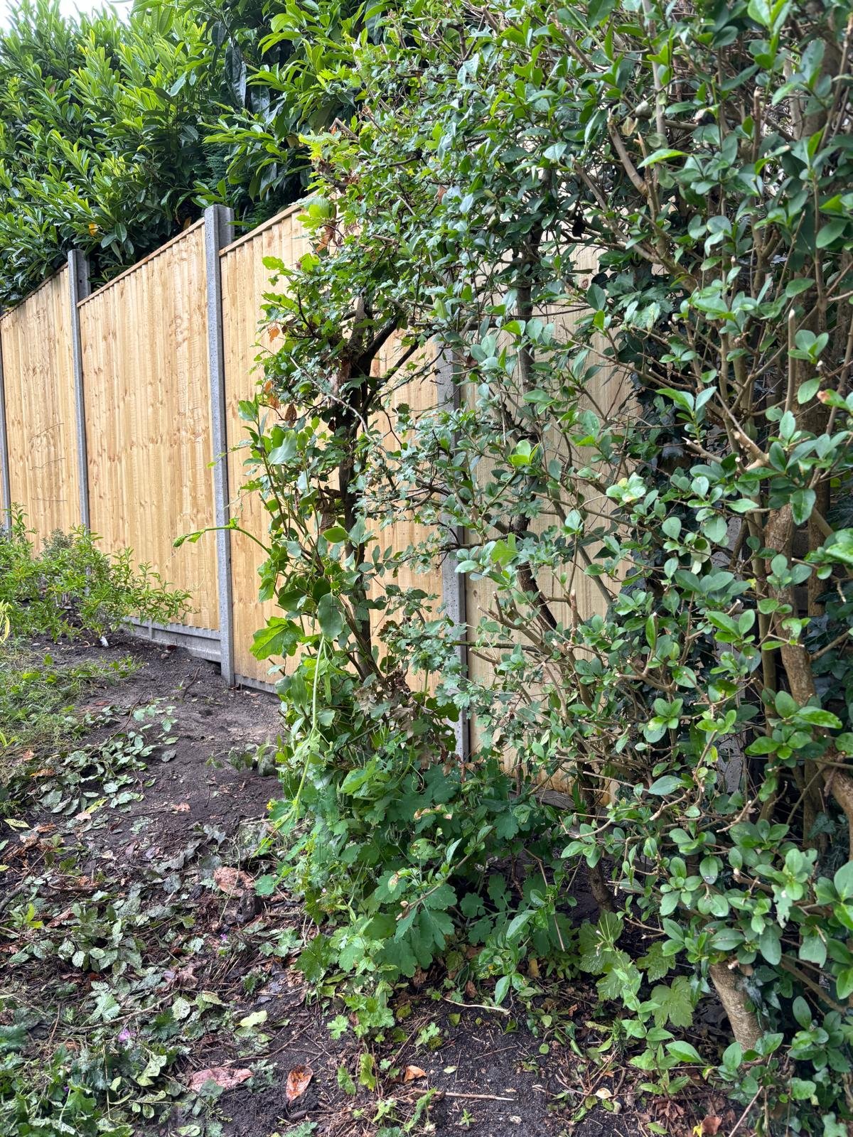 Closeboard Panels with Concrete Posts and Concrete Gravel Boards