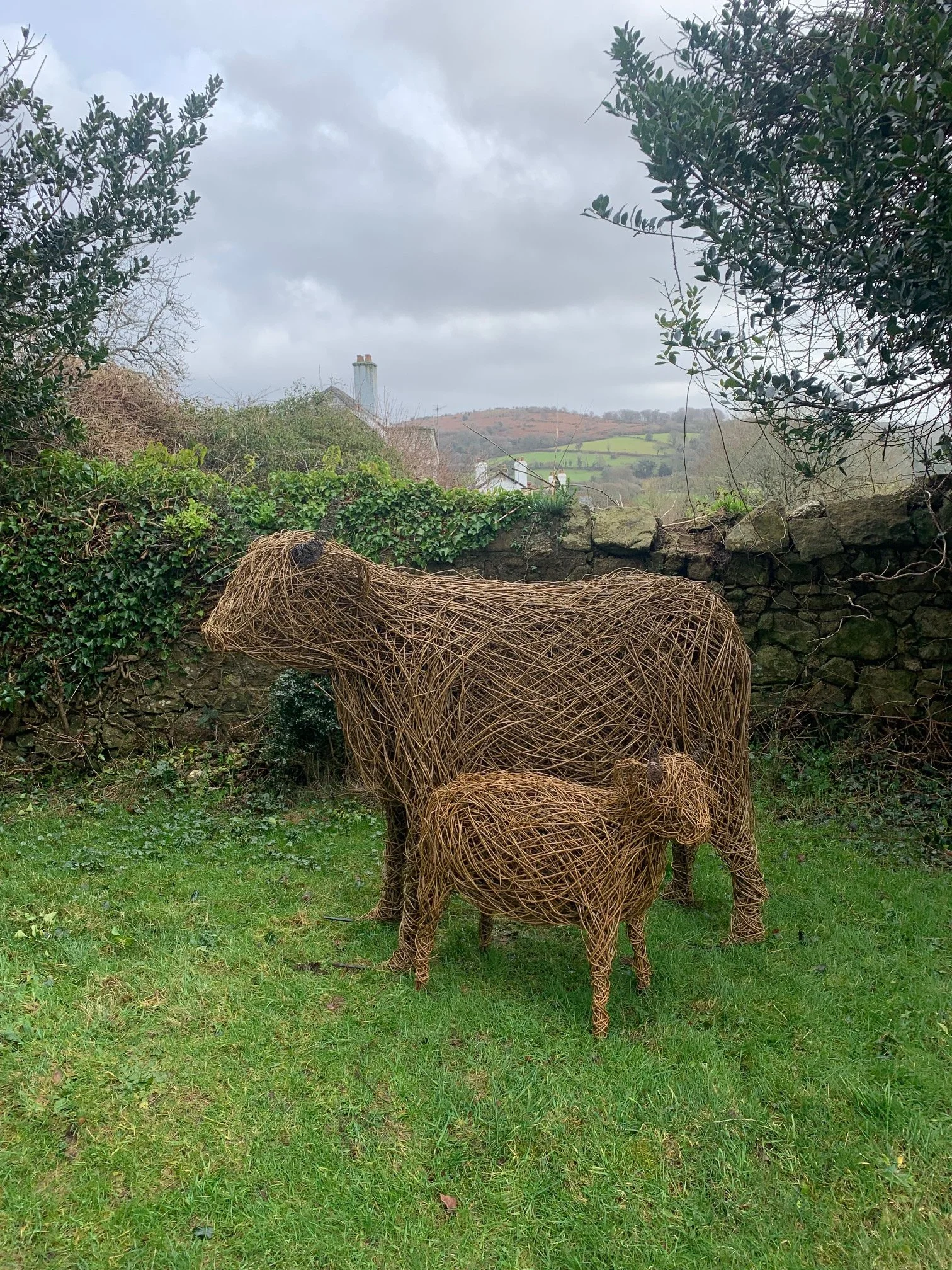 Willow highland cow and baby