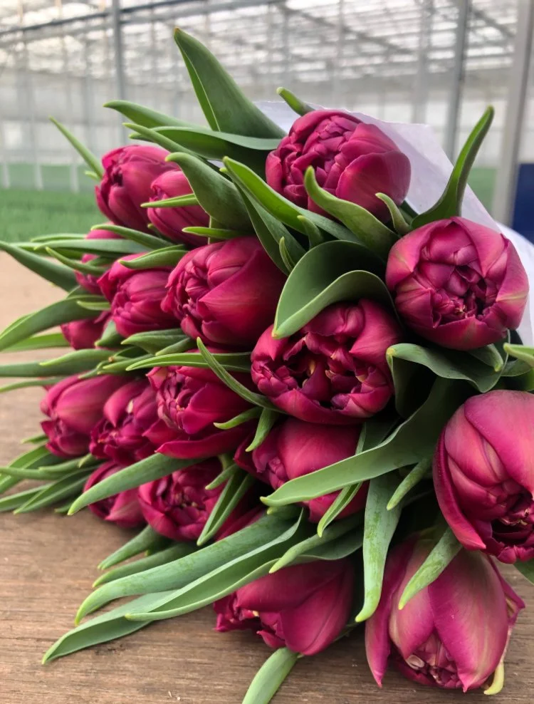 FRESH British Mothering Sunday Tulips