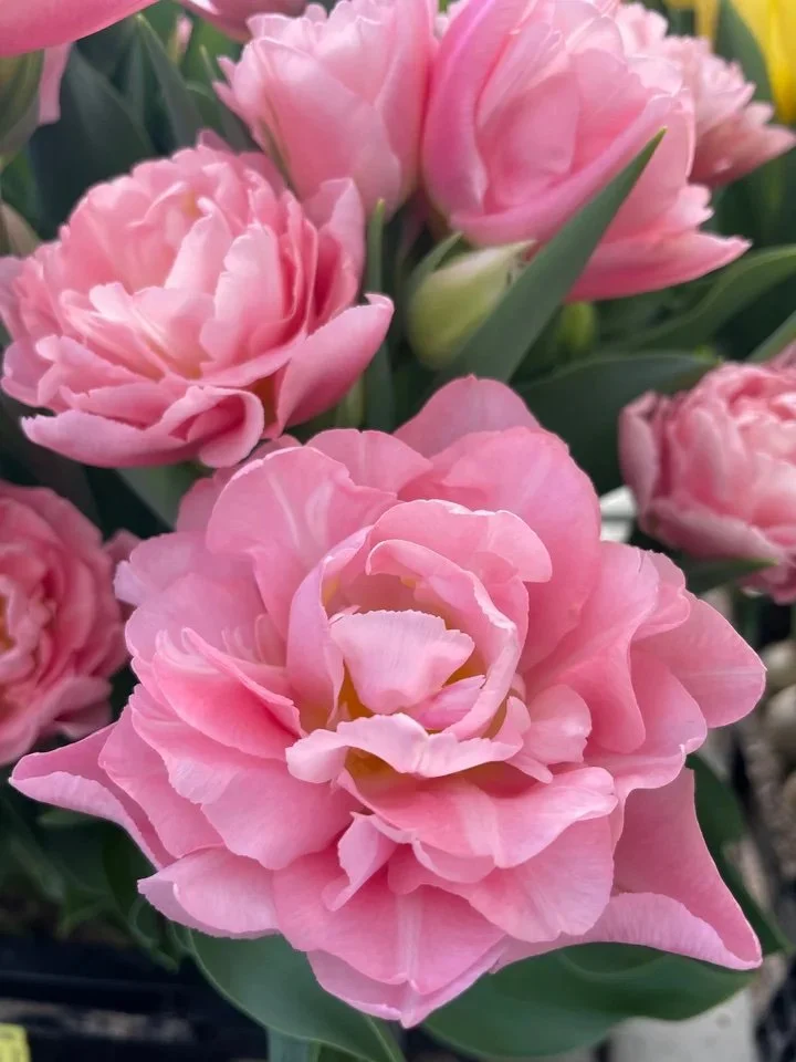 FRESH British Mothering Sunday Tulips