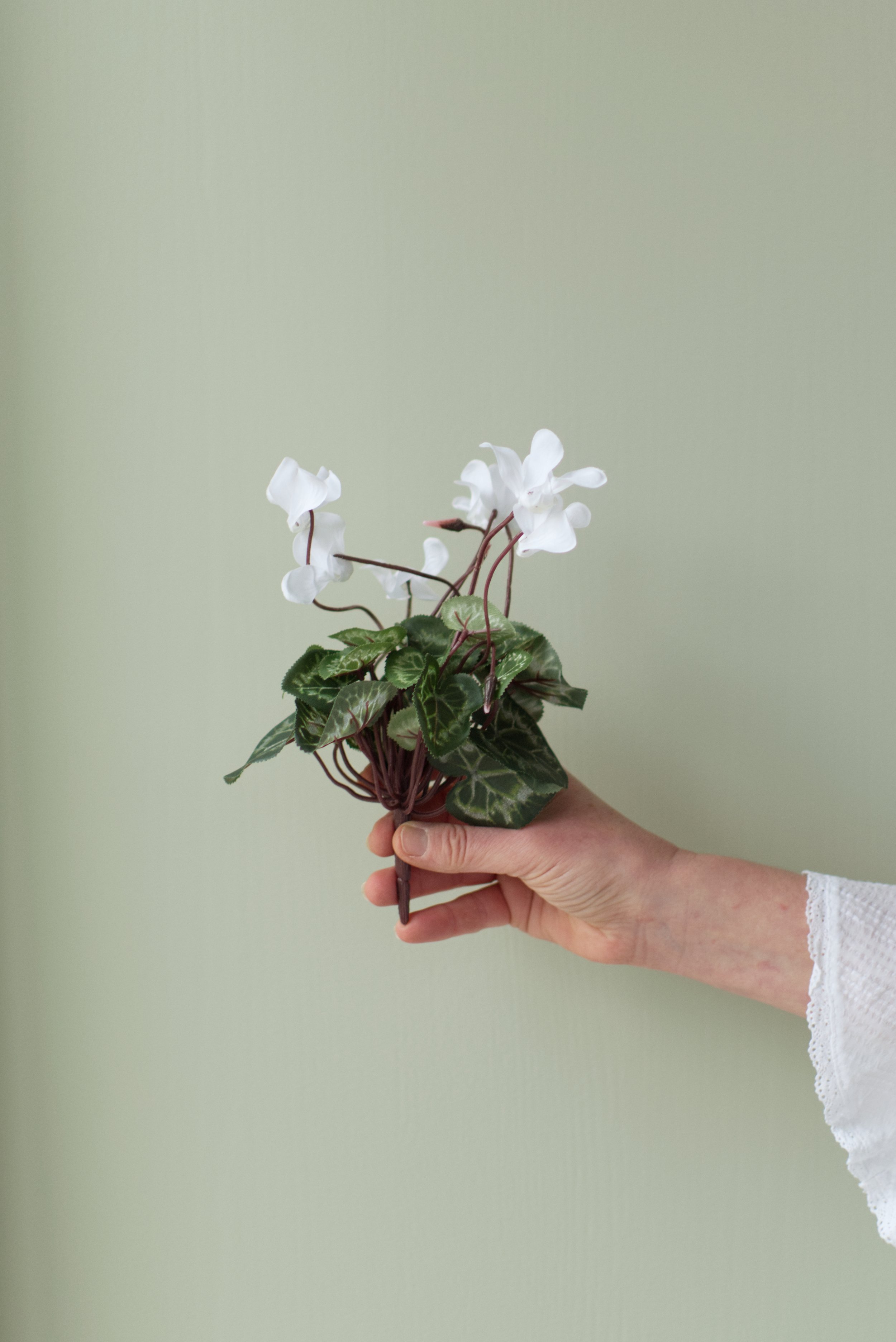 Cyclamen White stem