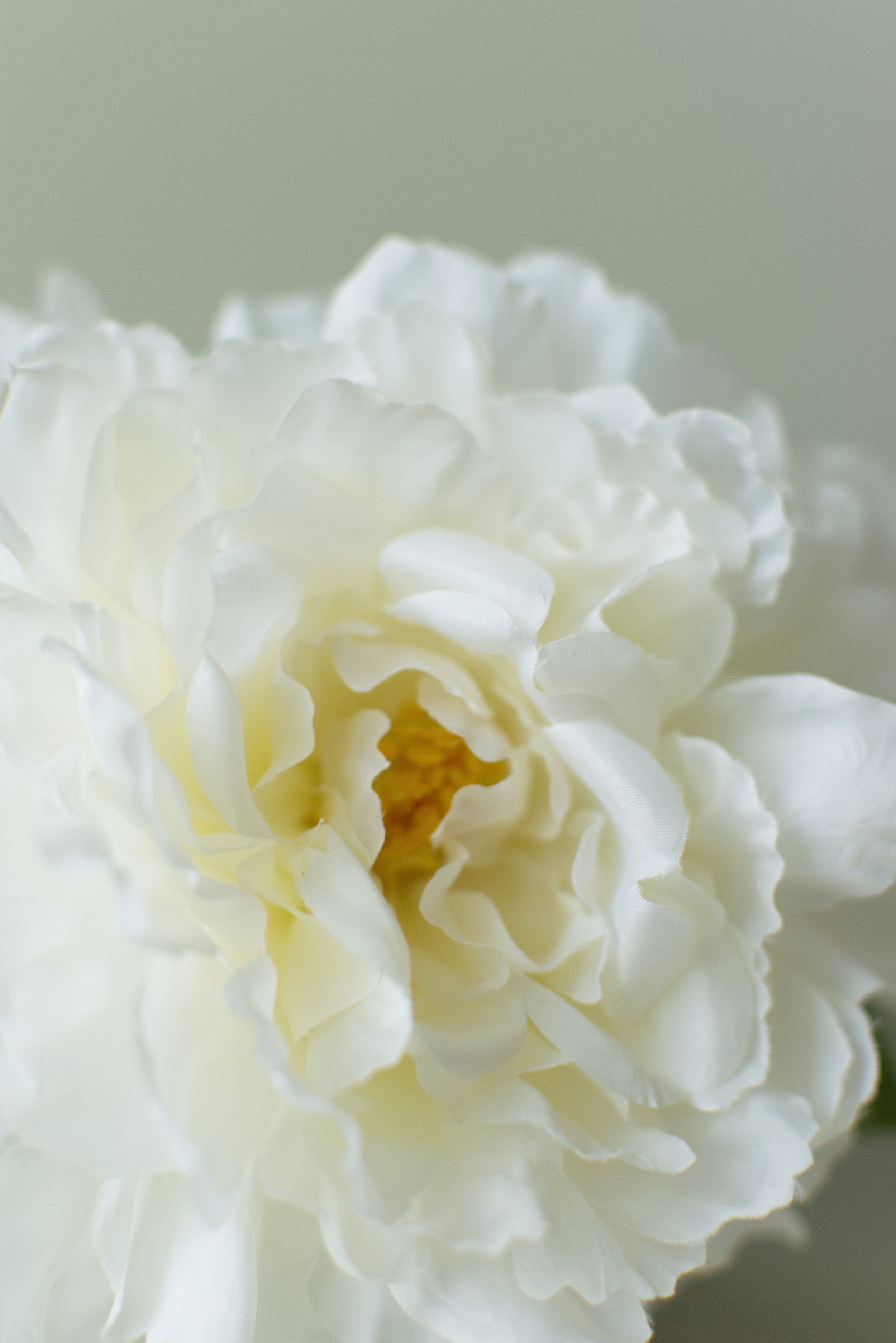 Open Peony White close up