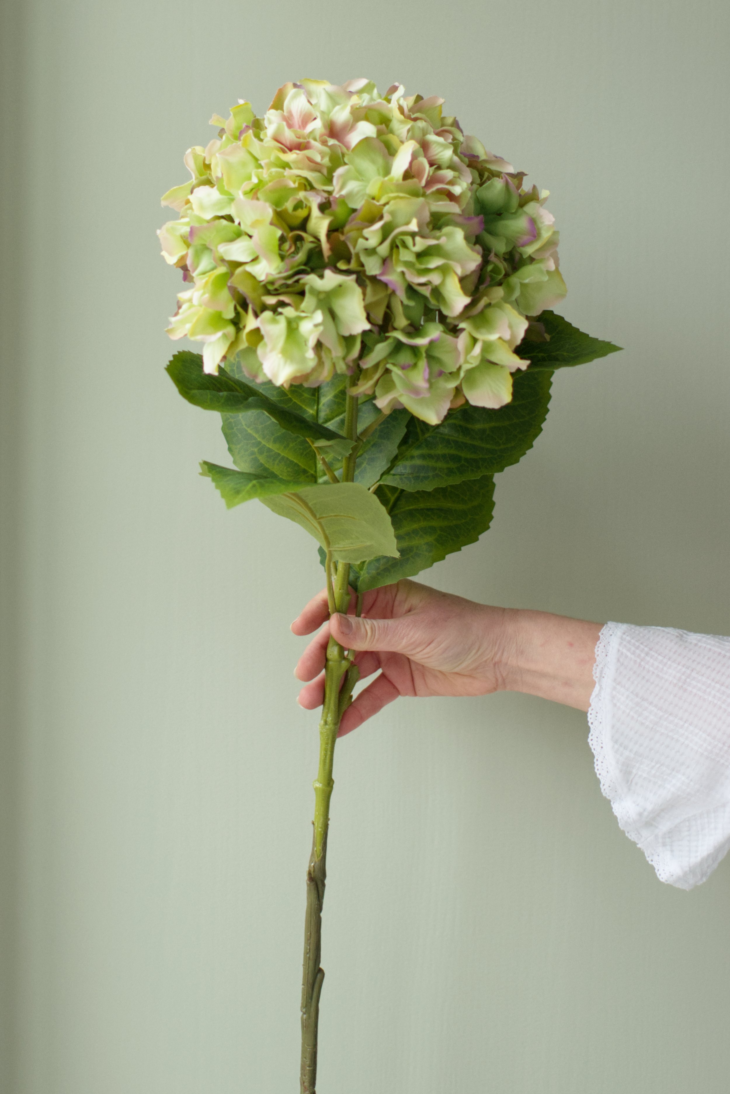 Hydrangea Green stem