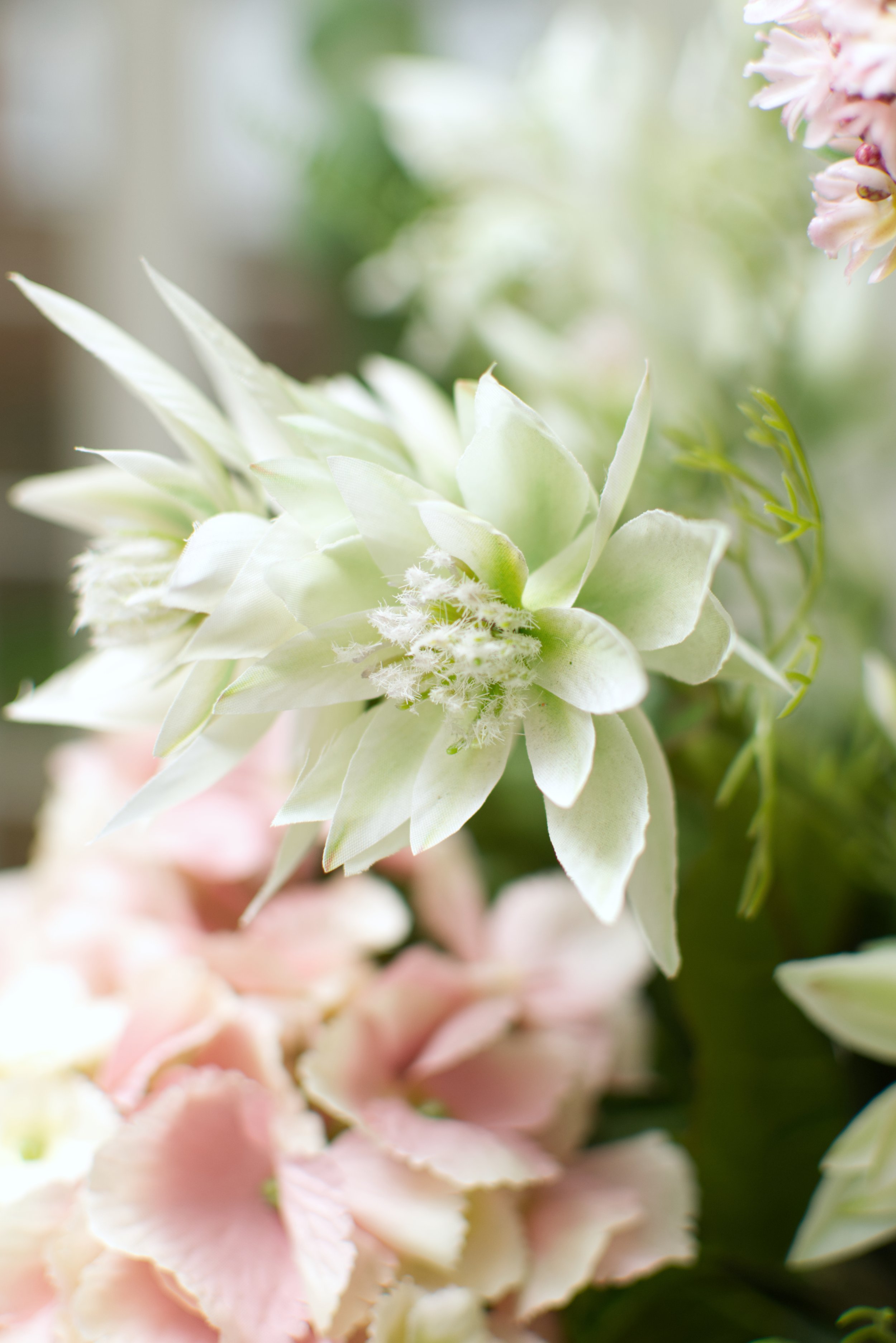 Leucadendron Pale Green