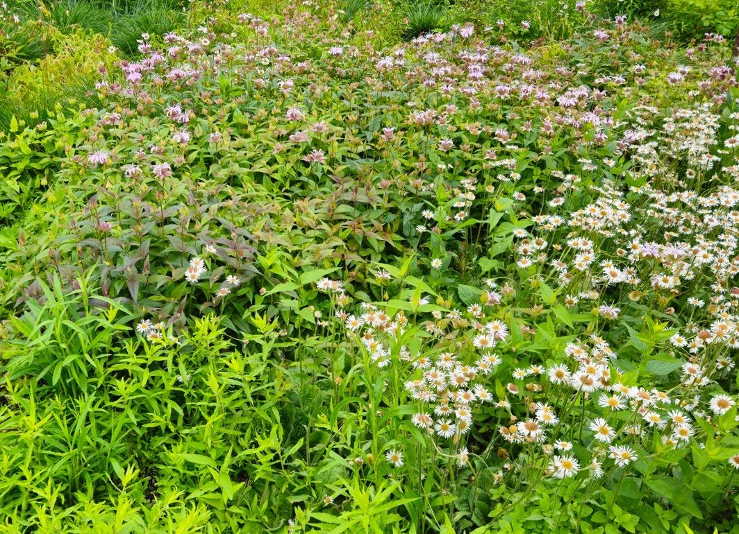 Pennsylvania pollinator meadow, season 3.  Vibrant blooms peak in season 3-5.  