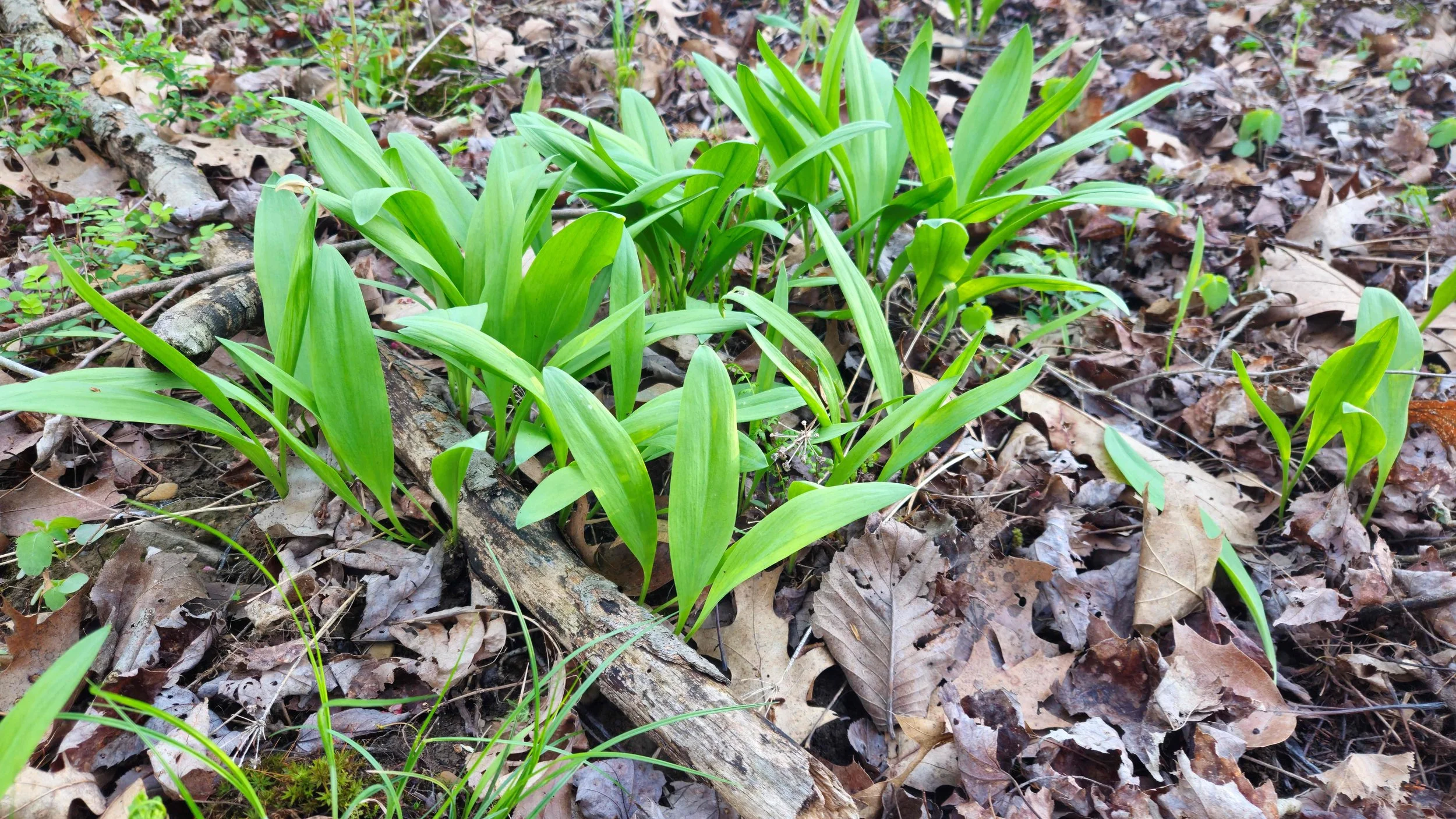 Can you smell this image?

No, we haven't perfected ramp propagation.   But their essence is in what we do.