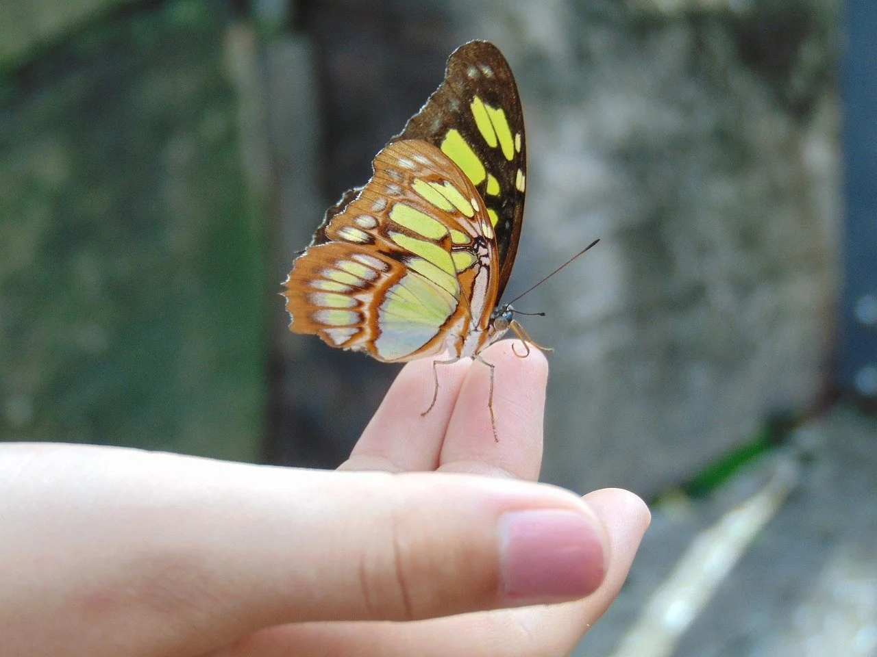 butterfly-2147379_1280.jpg