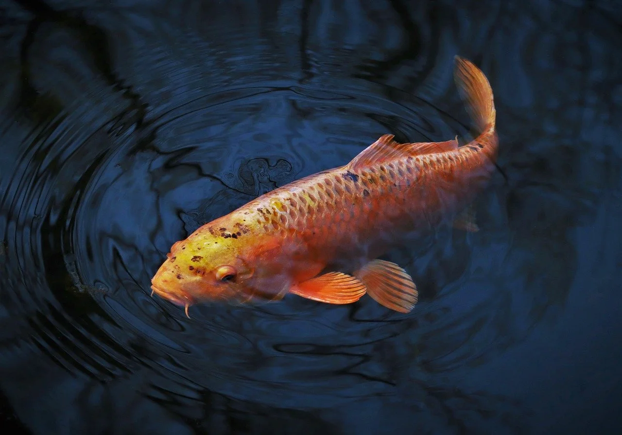 animal-6149183_1280 fisch.jpg