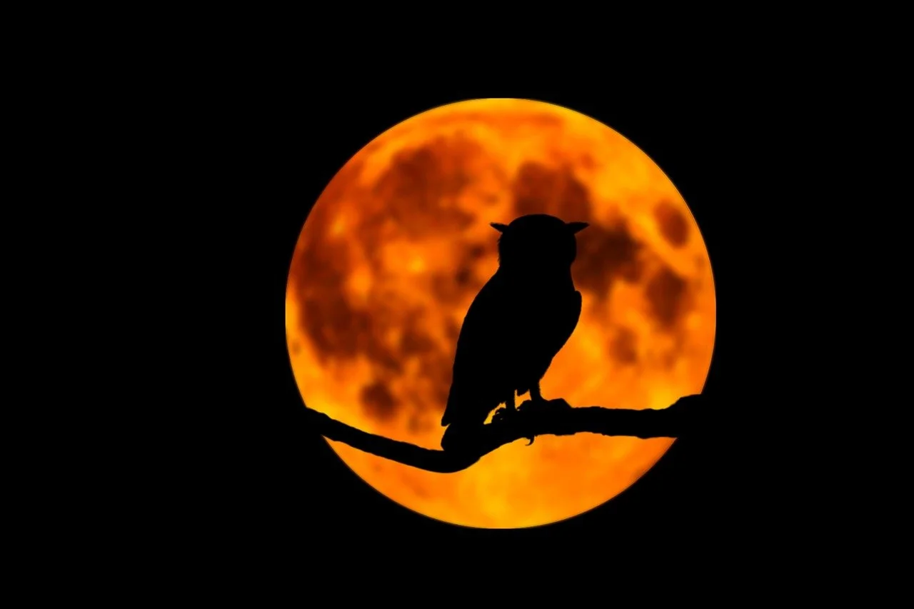 owl-5228553_1280.jpg