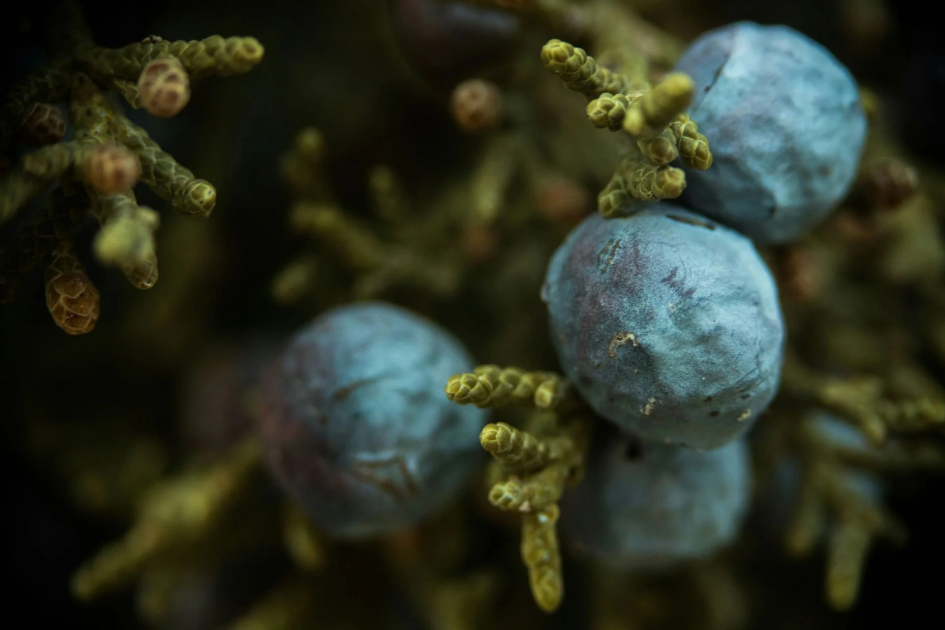 Juniper-Berries.jpg