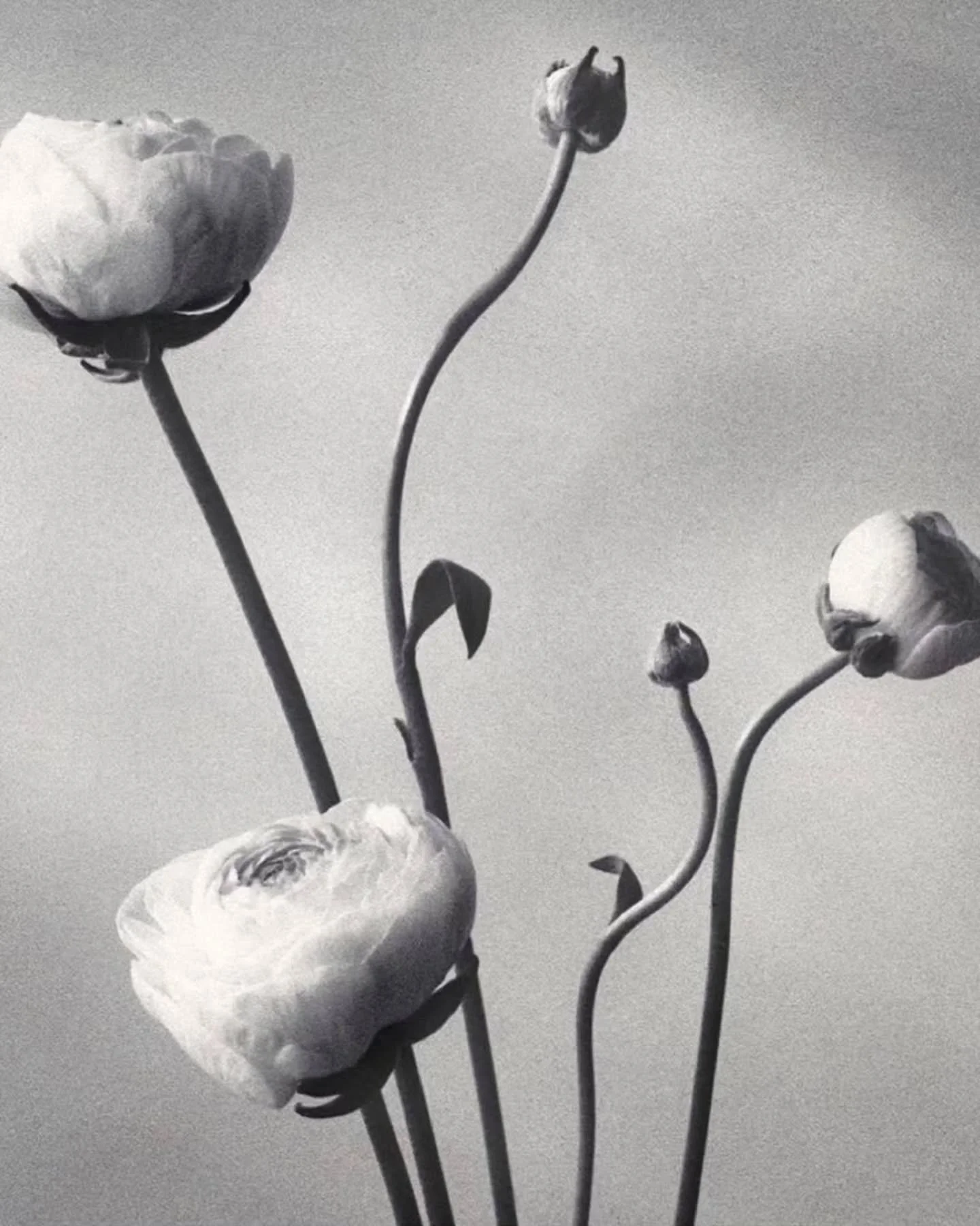 Timeless design by @felicitymarstudio 

#ibizaweddingplanner #luxuryweddingplanner #londonweddingplanner