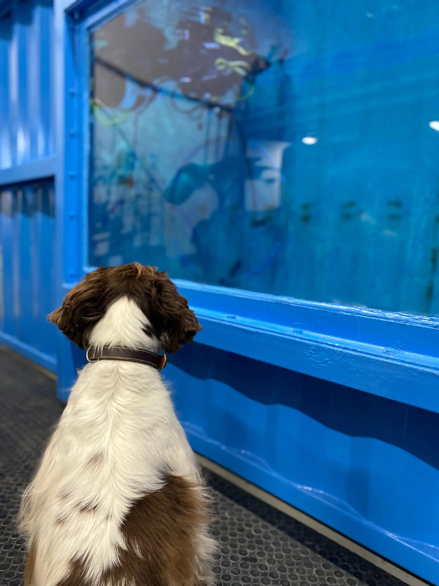 i want to be in the pool