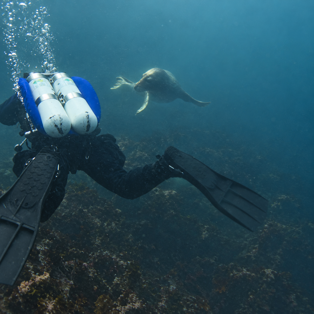 diving with seals
