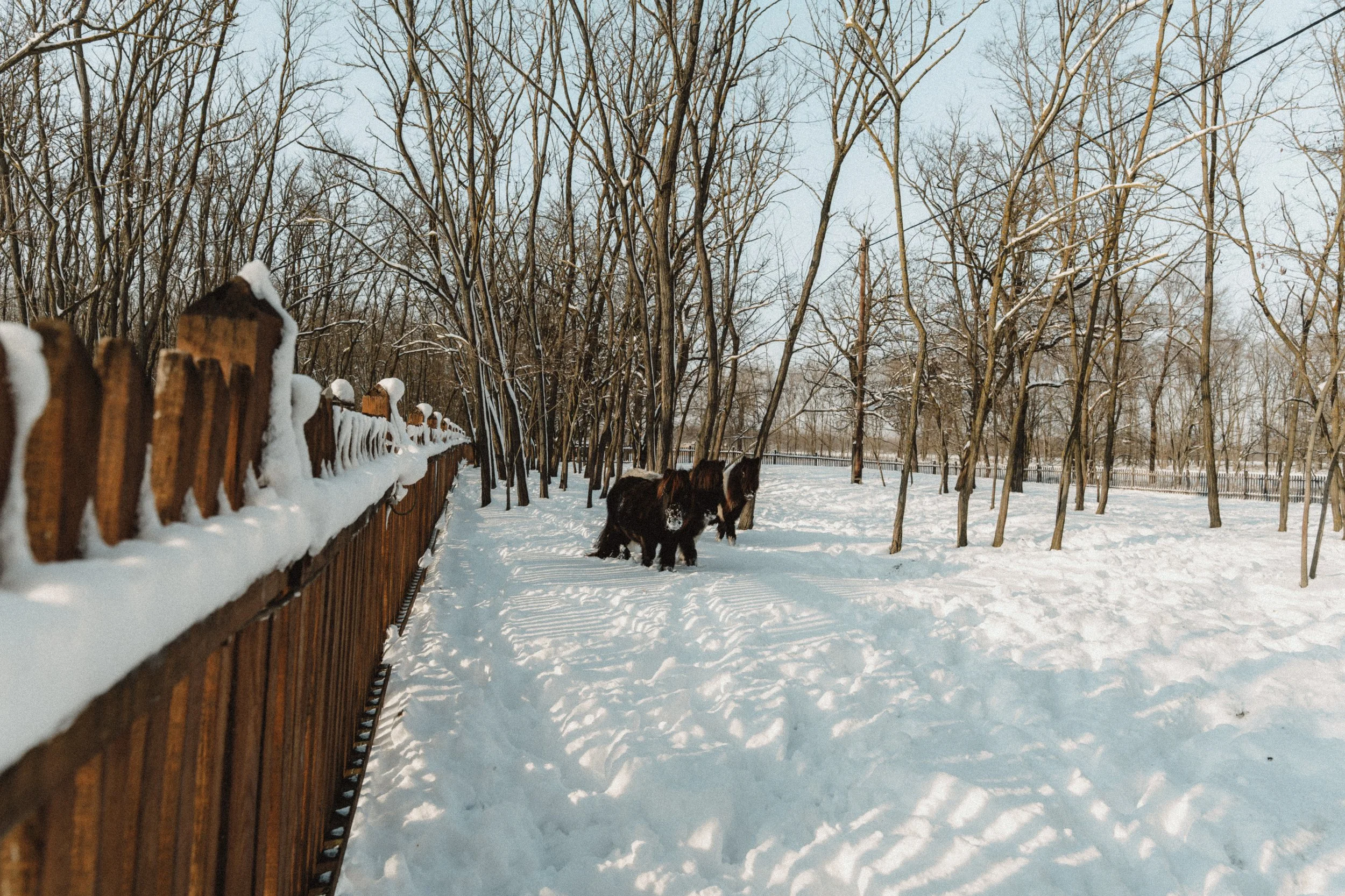 allatbarat-helyszin 2.jpeg