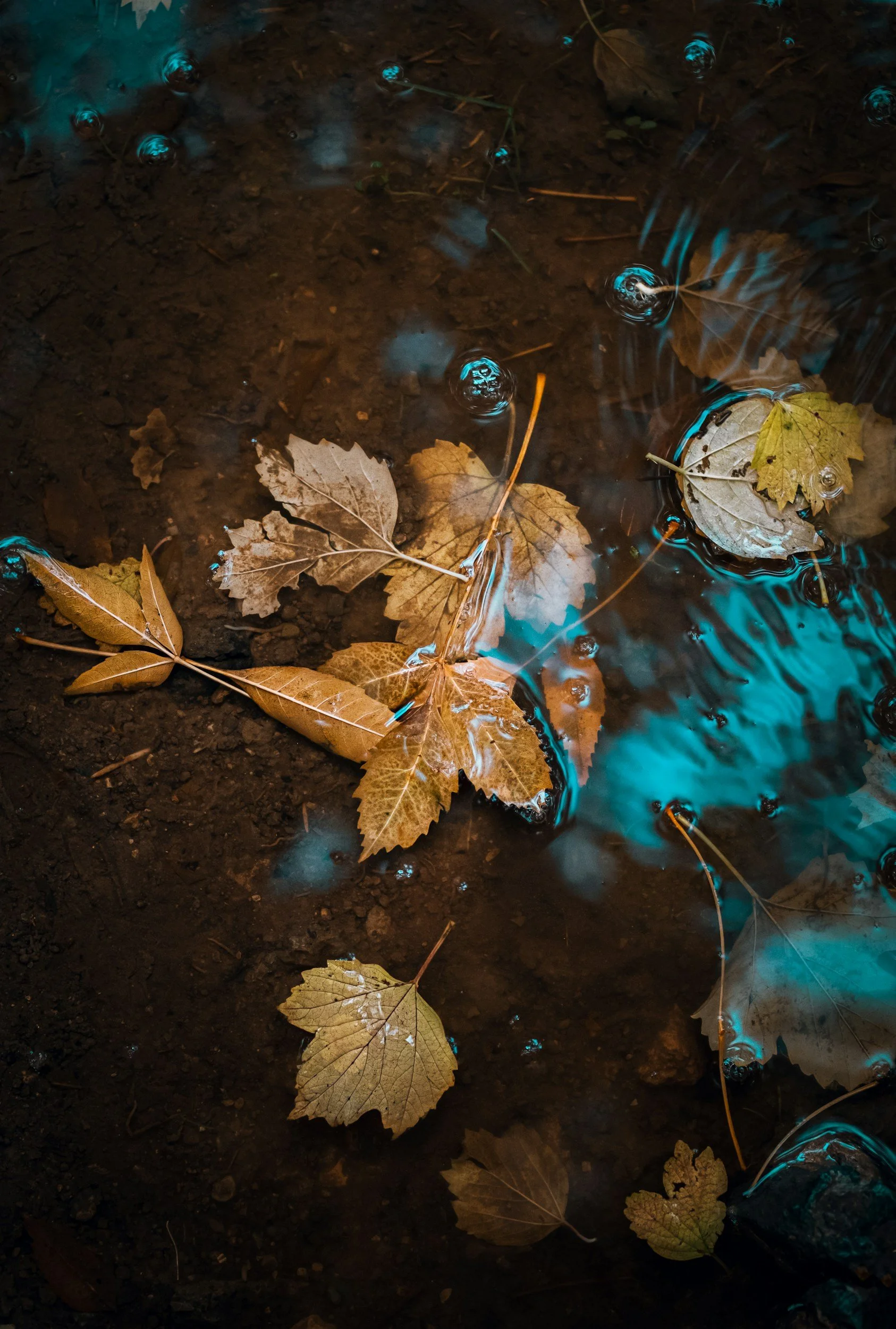 Fallen autumn leaves floating on a shallow puddle with a bluish tint, surrounded by dark soil.