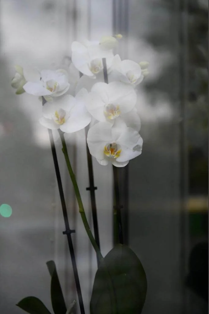 Fotografia fine art de orquídeas brancas vistas através de um vidro com reflexos sutis — obra poética de Alexandre Horta e Silva para ambientes minimalistas.