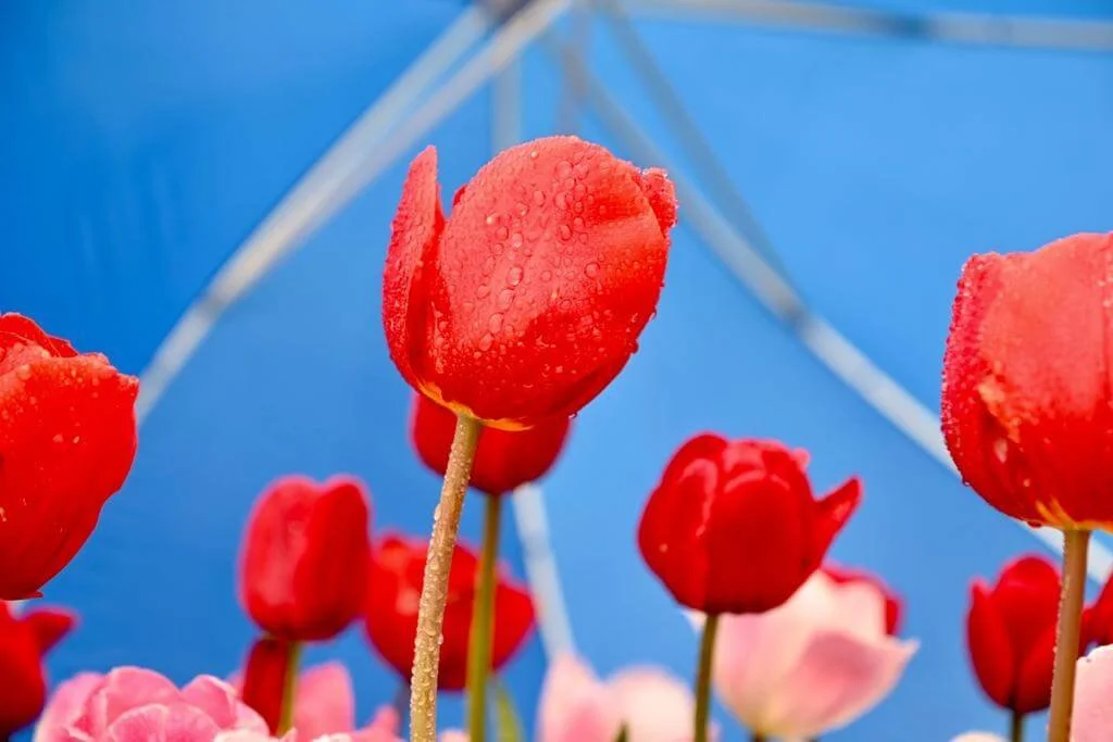 Fotografia fine art de tulipas vermelhas com gotas de orvalho sob luz natural — obra delicada de Alexandre Horta e Silva que une cor e sensibilidade.