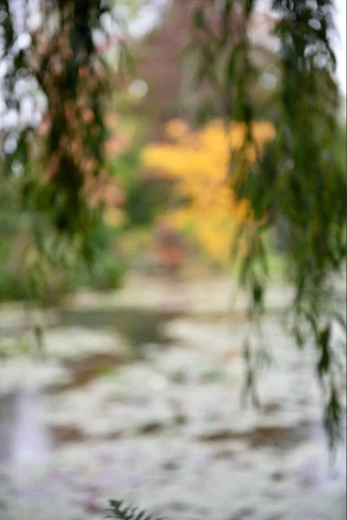 Fotografia fine art com galhos de salgueiro sobre um lago em Giverny com tons de outono — arte contemplativa de Alexandre Horta e Silva para decoração sofisticada.