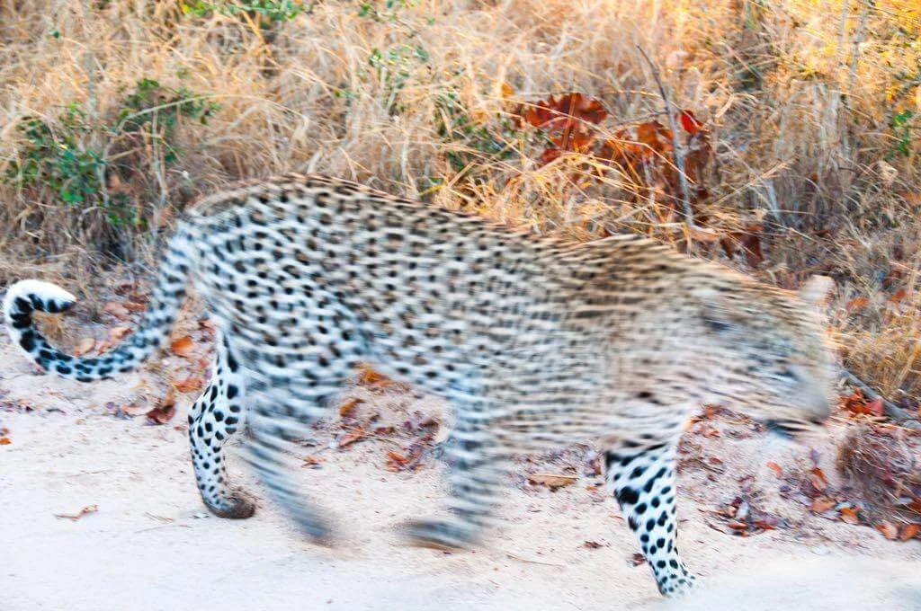 Fotografia fine art de leopardo caminhando na savana, capturado em movimento — arte de Alexandre Horta e Silva sobre presença e instinto.