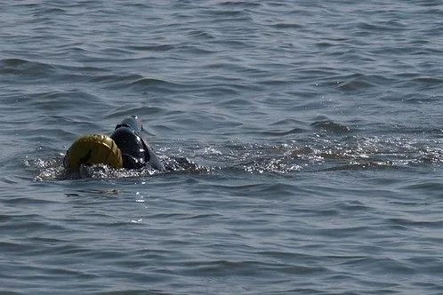 Sea swimmer expert,    Felixstowe Weekender   (2011). Photo by Simon Barnett. 