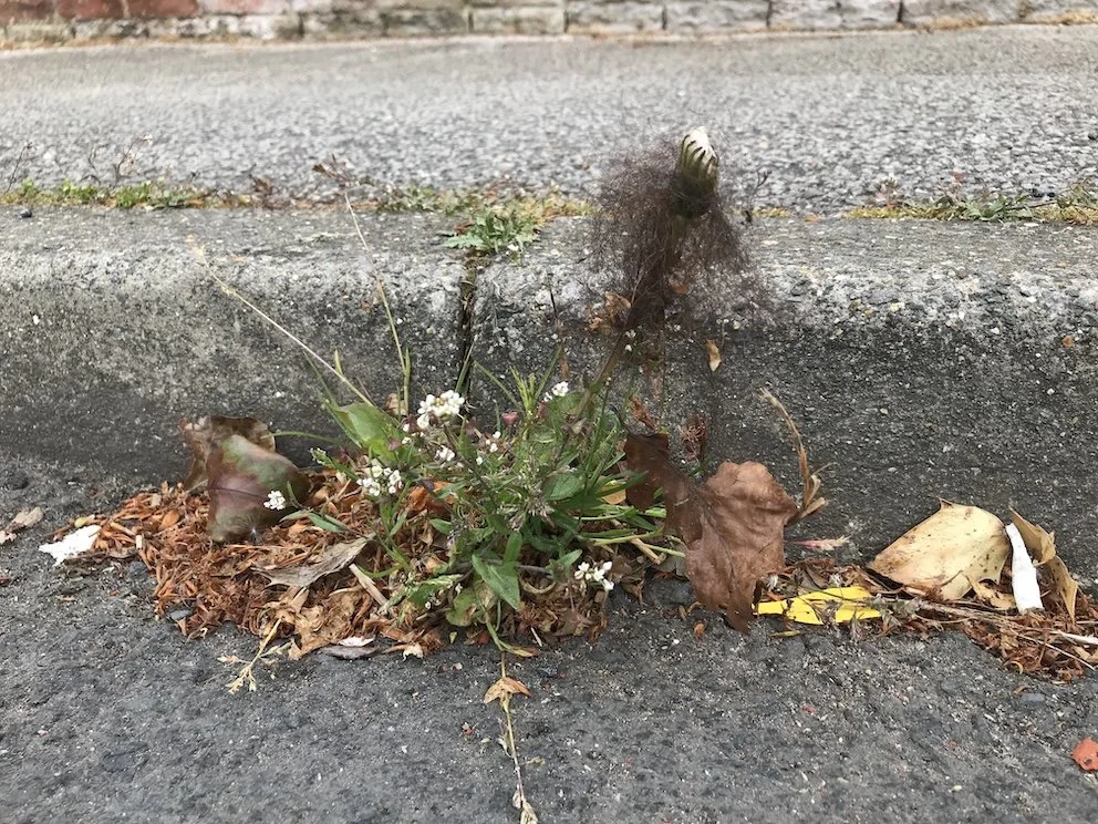 Stray find (2021) RObert Pacitti.jpeg