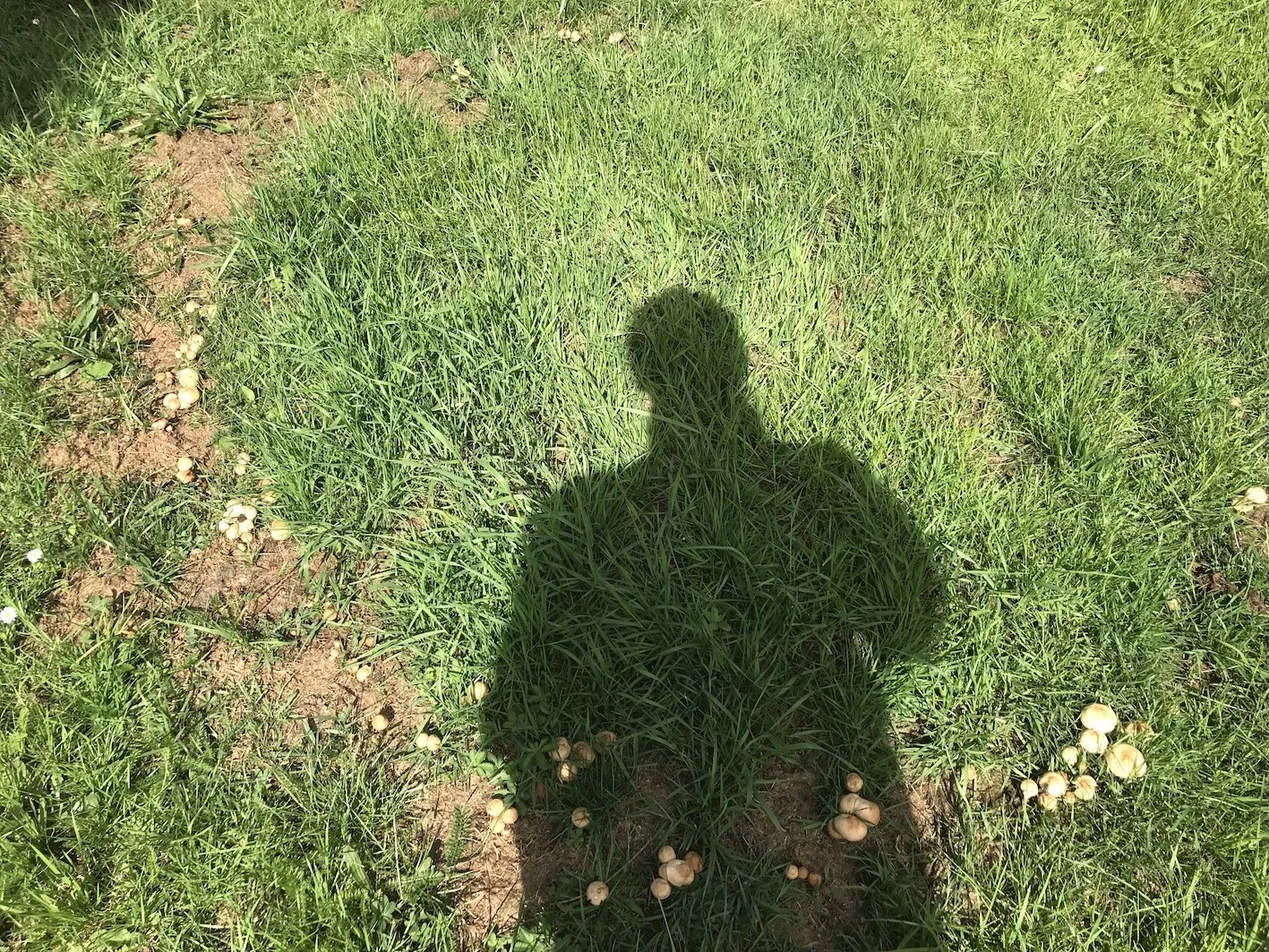    The Shadow     (2022), photo by Merry