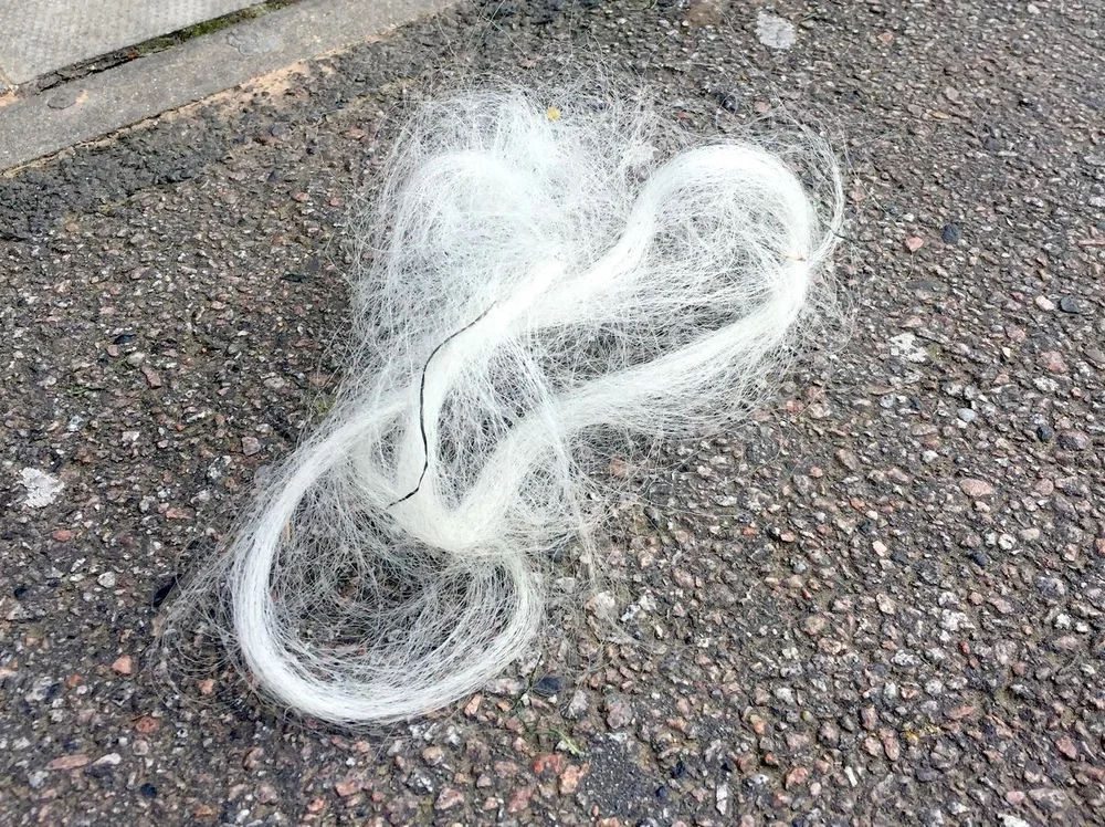 White+wisps.jpeg.webp