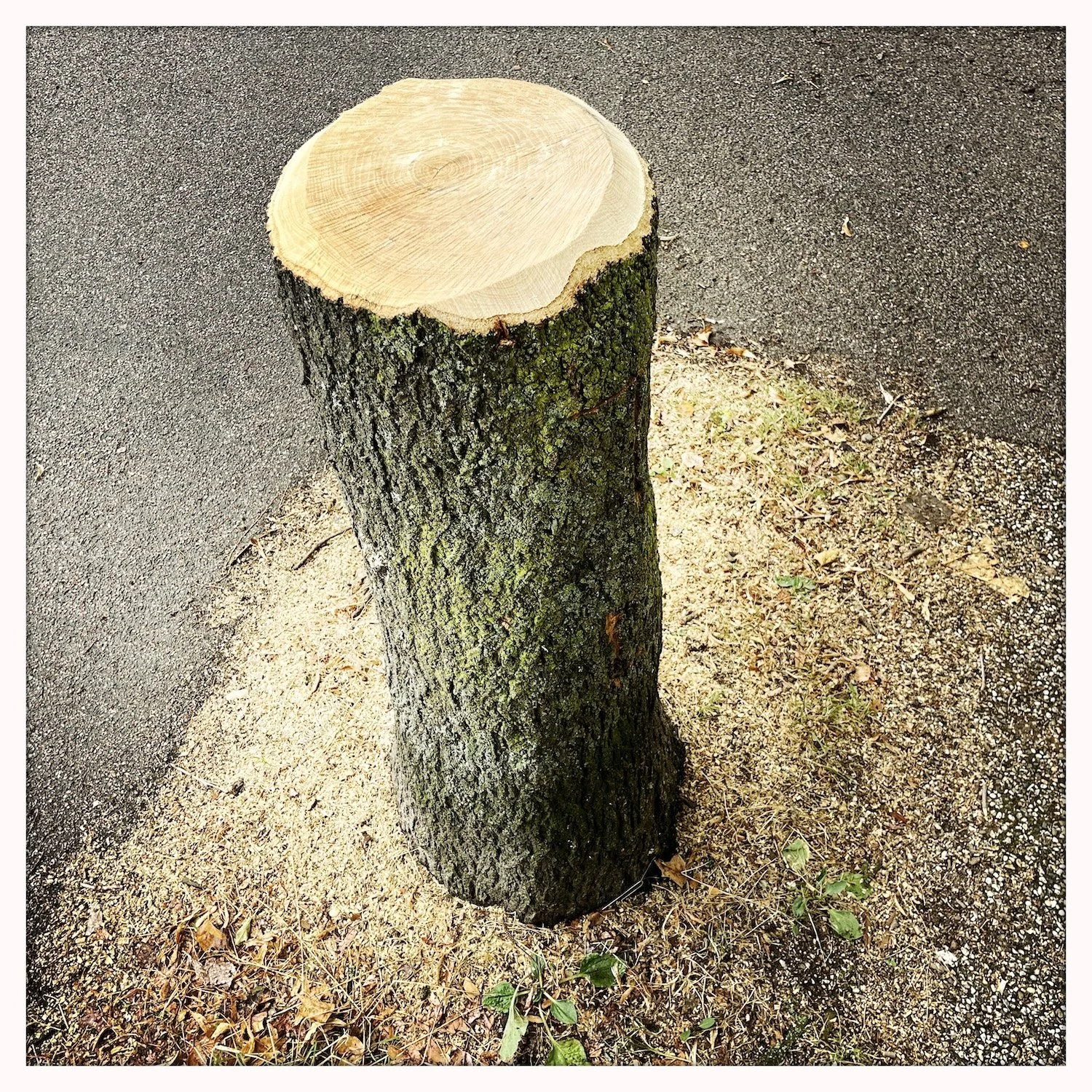 HipstamaticPhoto-744650750.110555.jpg