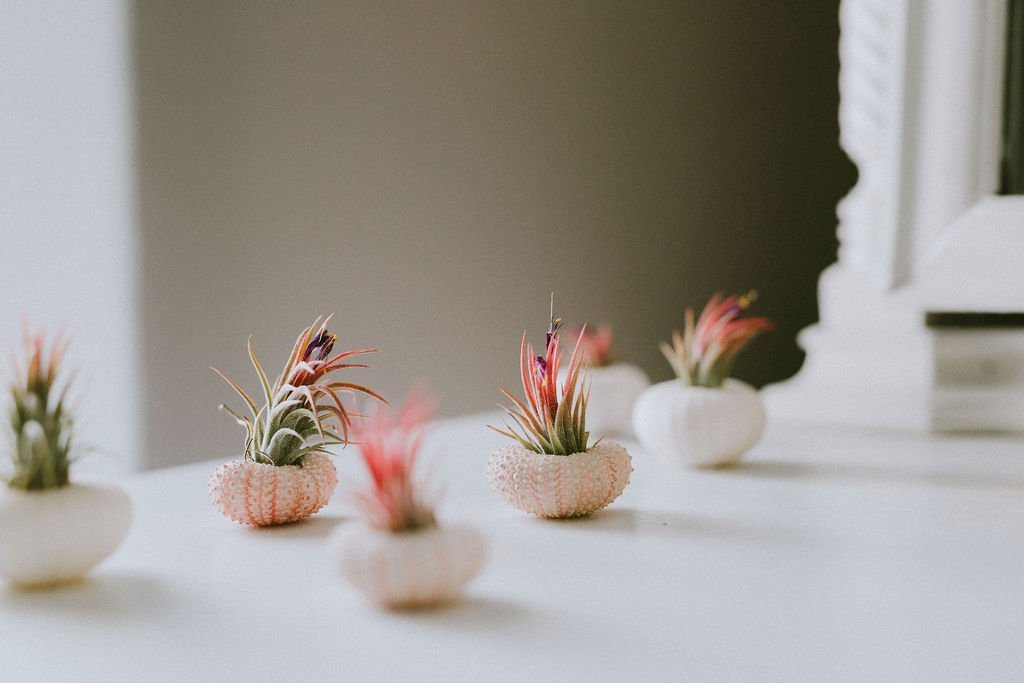 Pink-Sea-Urchin-Air-Plants.jpg