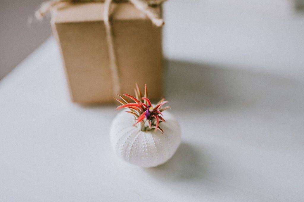Pink-Sea-Urchin-Gift-Box.jpg