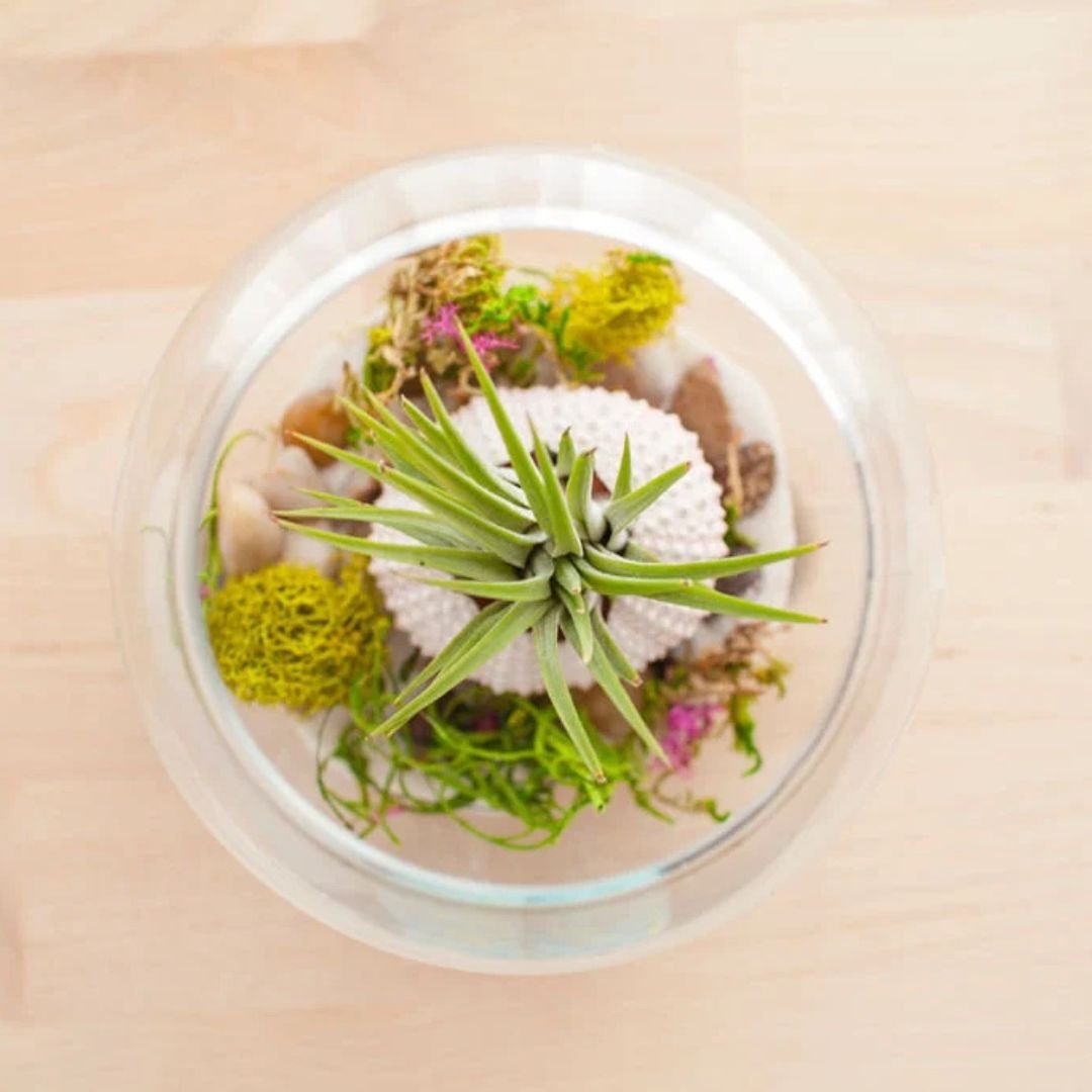 Coastal-Air-Plant-Terrarium.jpg