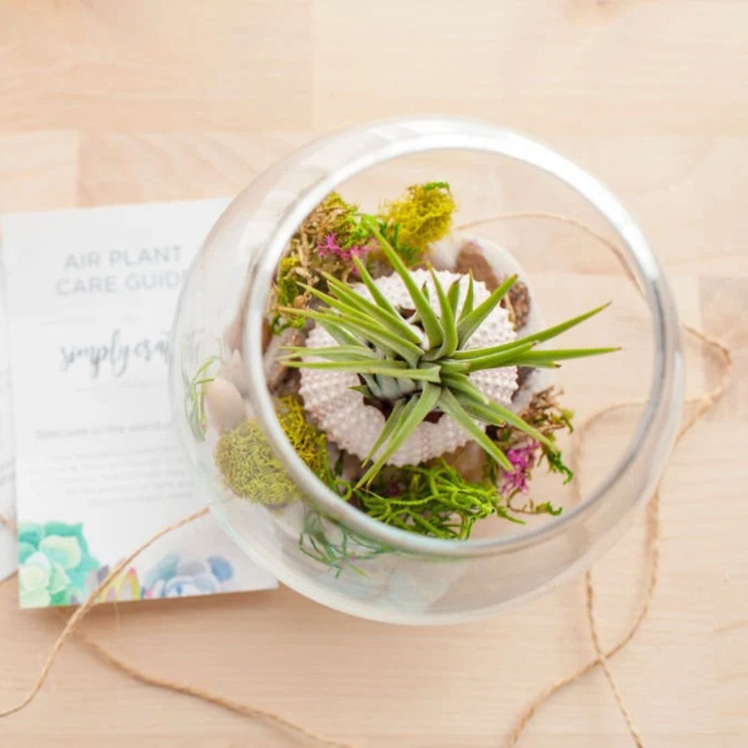 Coastal-Terrarium-Air-Plants.jpg